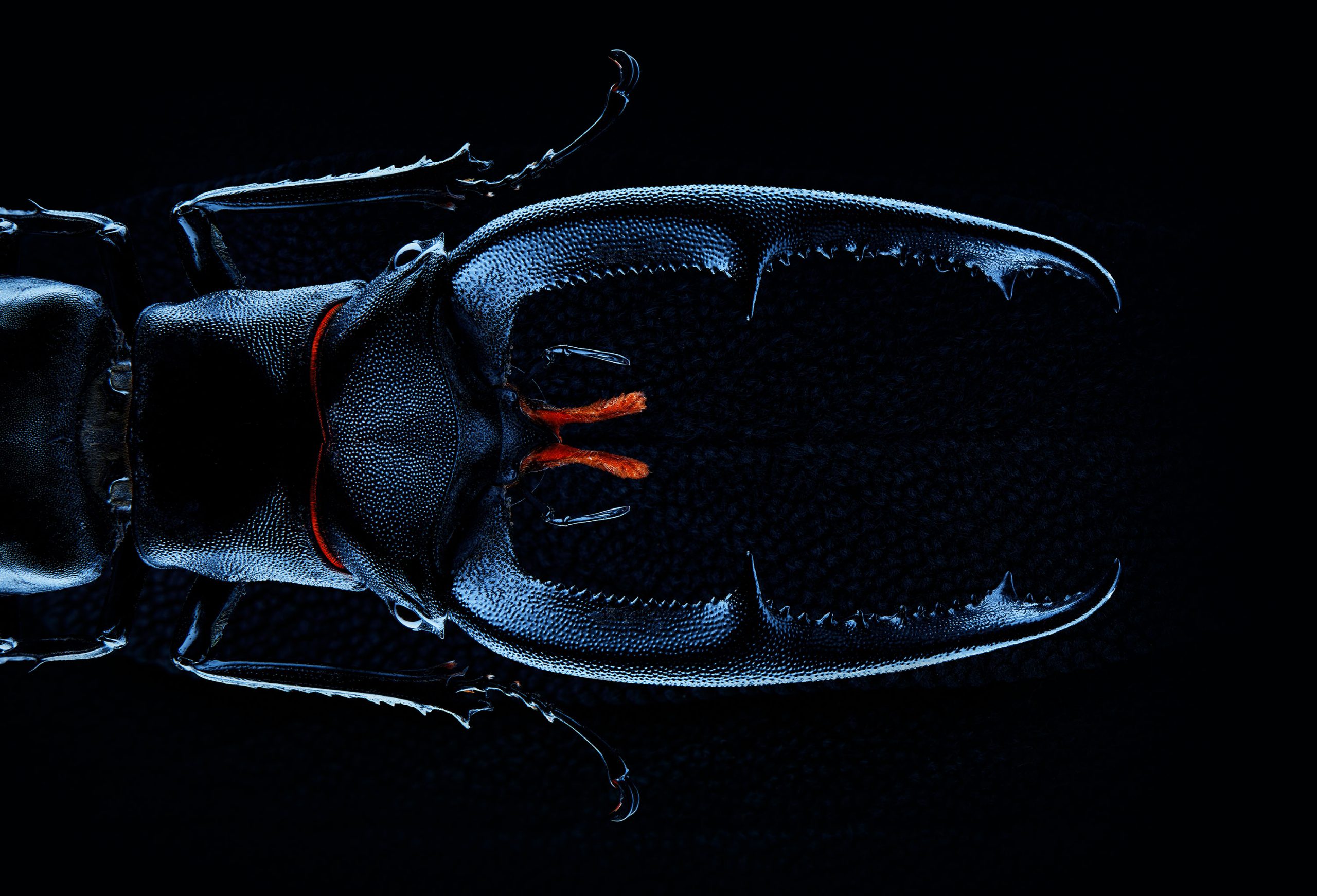 Wren-Agency-Richard-Foster-Beetle 1