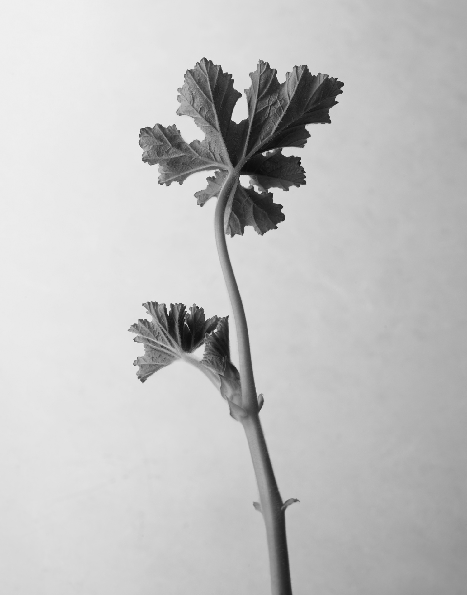 Wren-Agency-Richard-Foster-Spa-geranium-crop