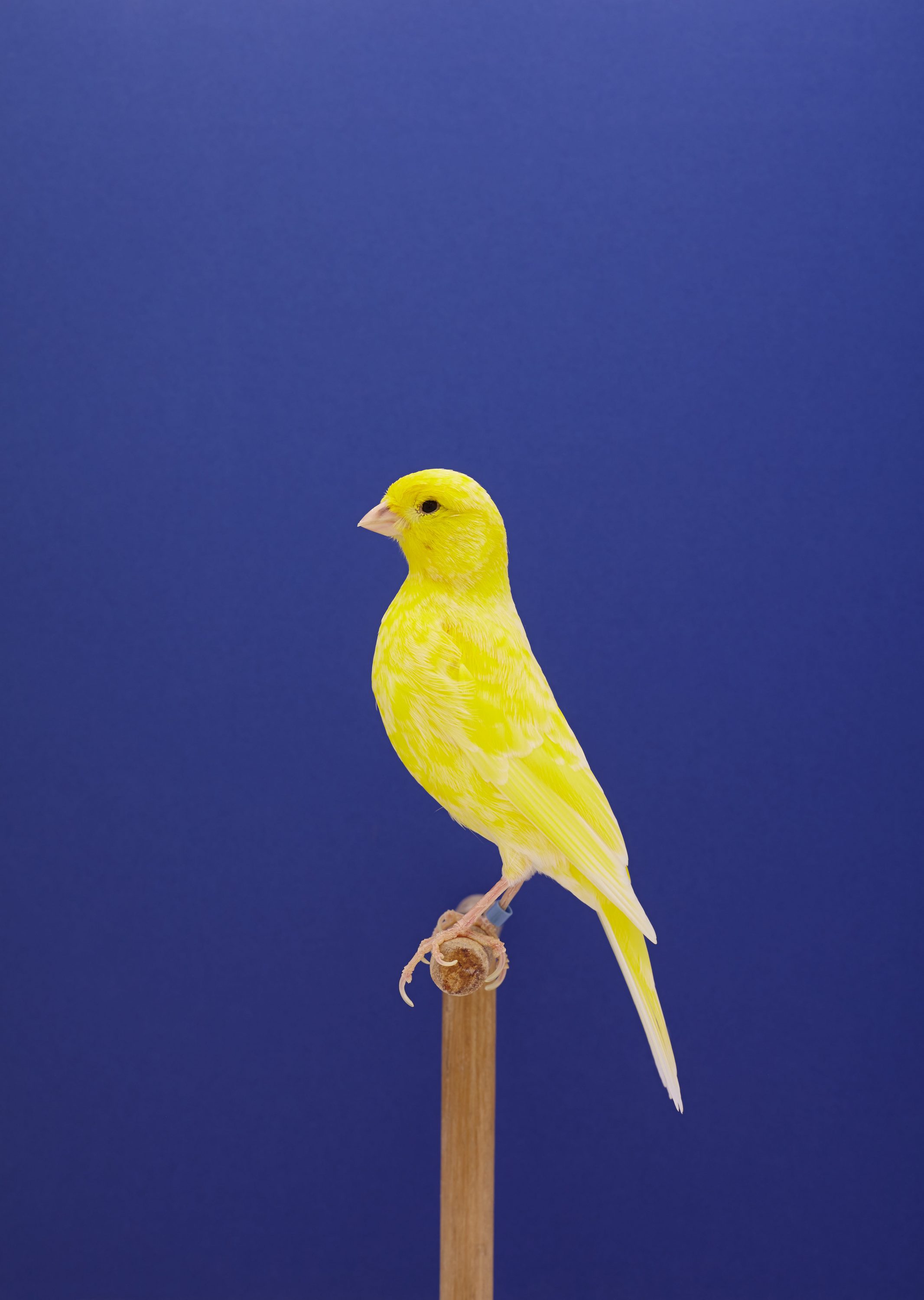 wren_agency_luke_stephenson_incomplete_dictionary_of_showbirds_2