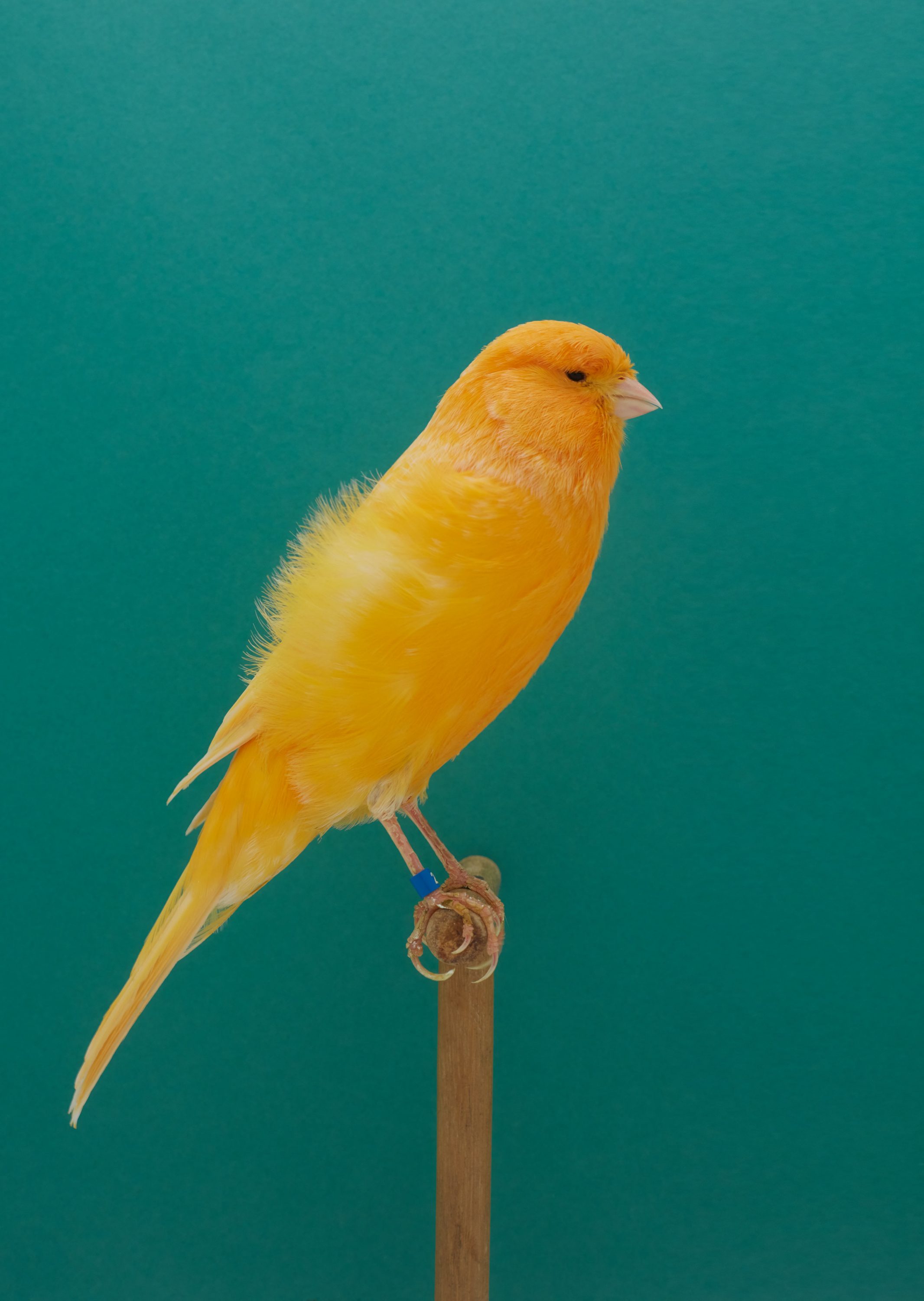 wren-agency-luke-stephenson-incomplete-dictionary-of-showbirds-9