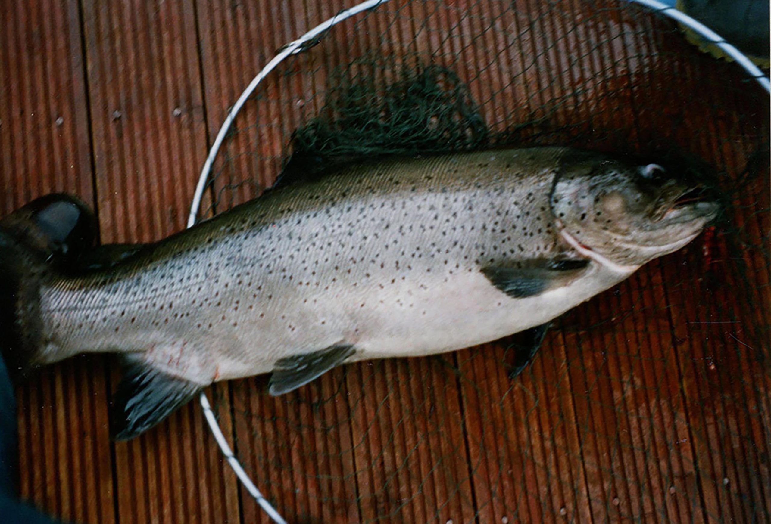 TROUT BROWN-01 2