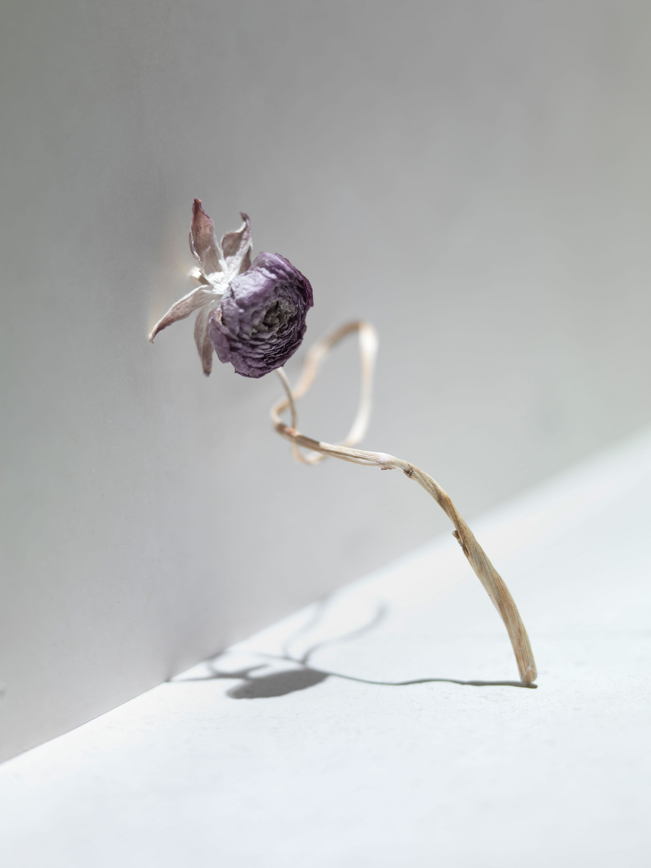 wren-agency-richard-foster-dry-flowers-1