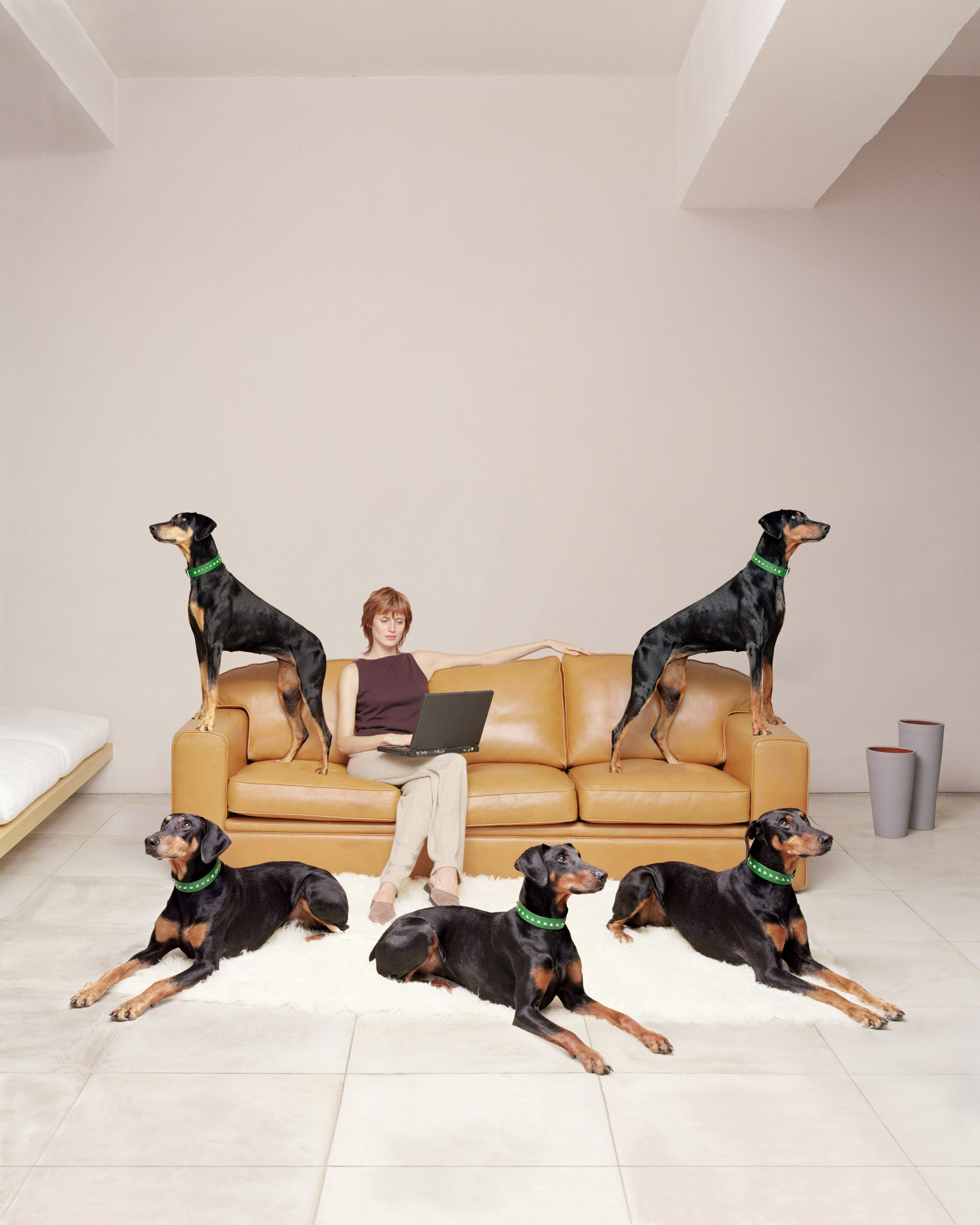 David - Stewart - WREN - Amex dogs-sofa-vert