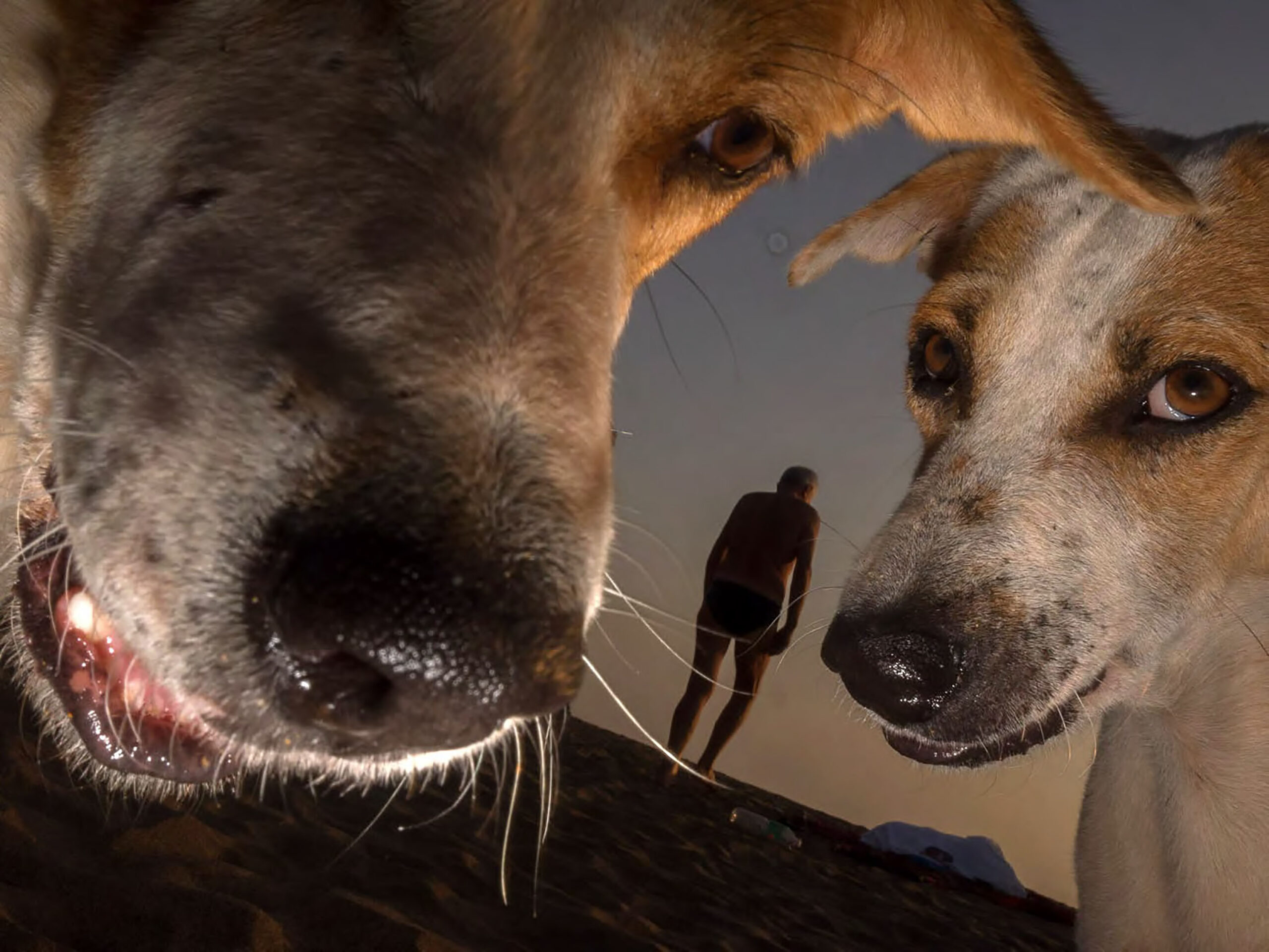 WREN-DOUGIE_WALLACE-Lars GOAN TO THE DOGS EDIT 2018_Page_03