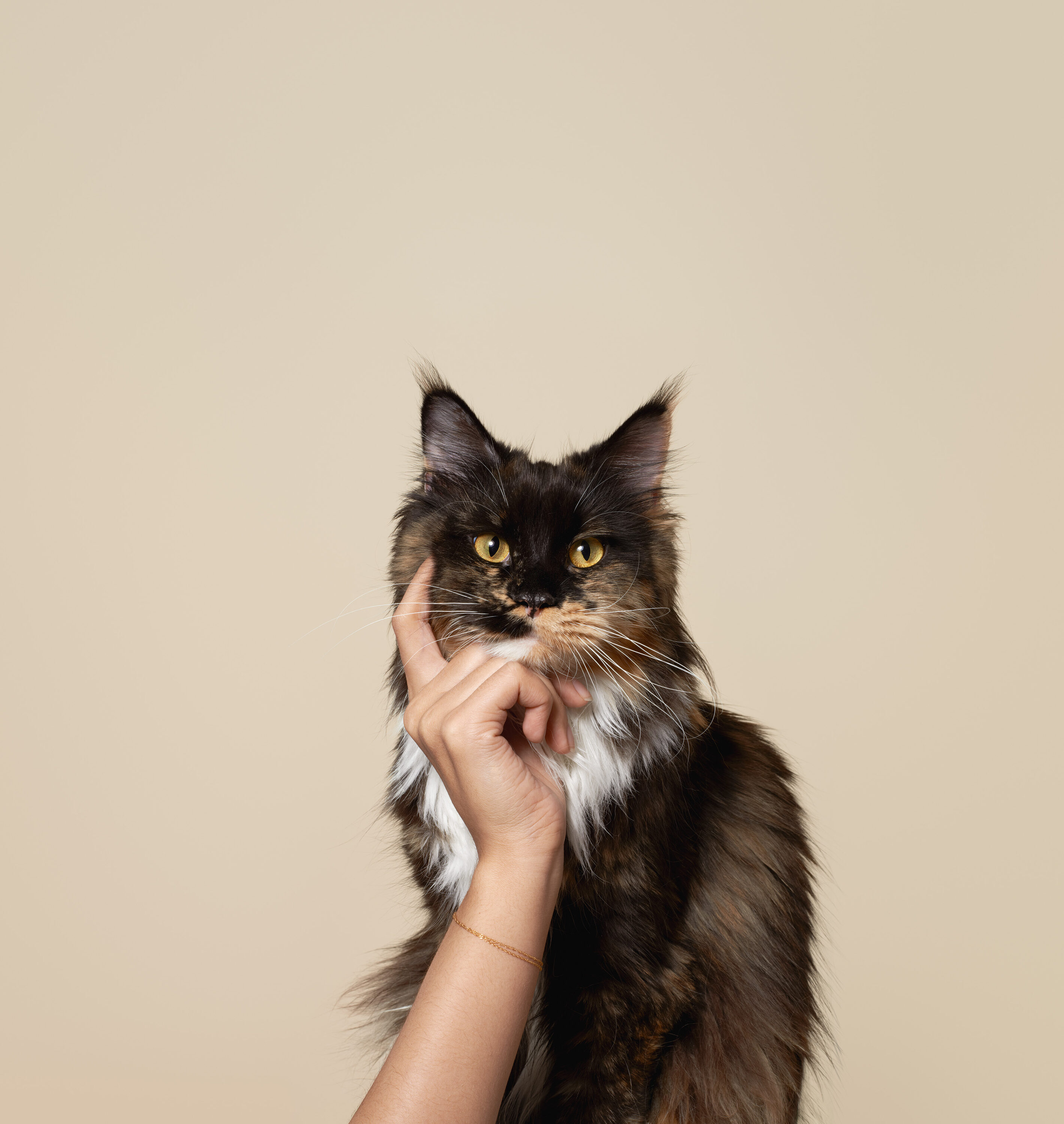 WREN-Luke Stephenson-Biocania_Cats_013_Full