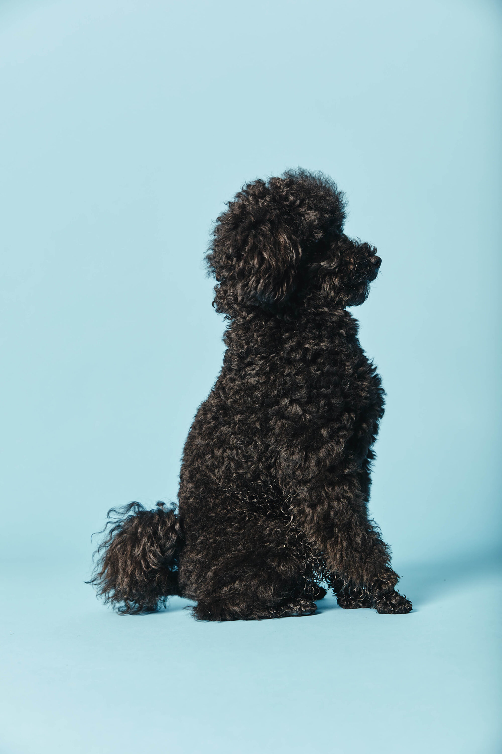 WREN-Luke Stephenson-Dogs_Bollocks_Parker_0246
