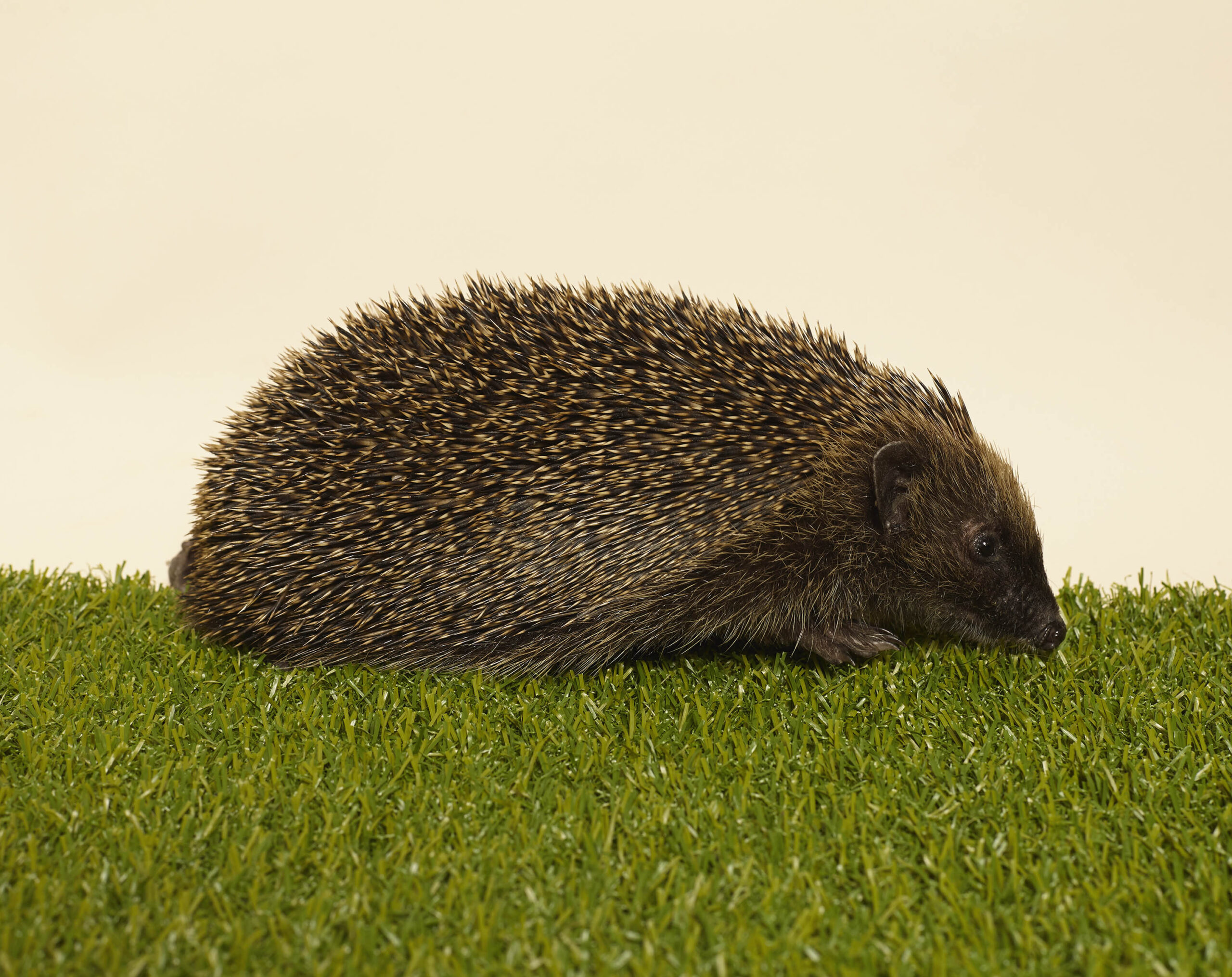 WREN-Luke Stephenson-HEDGEHOG_MG_0378