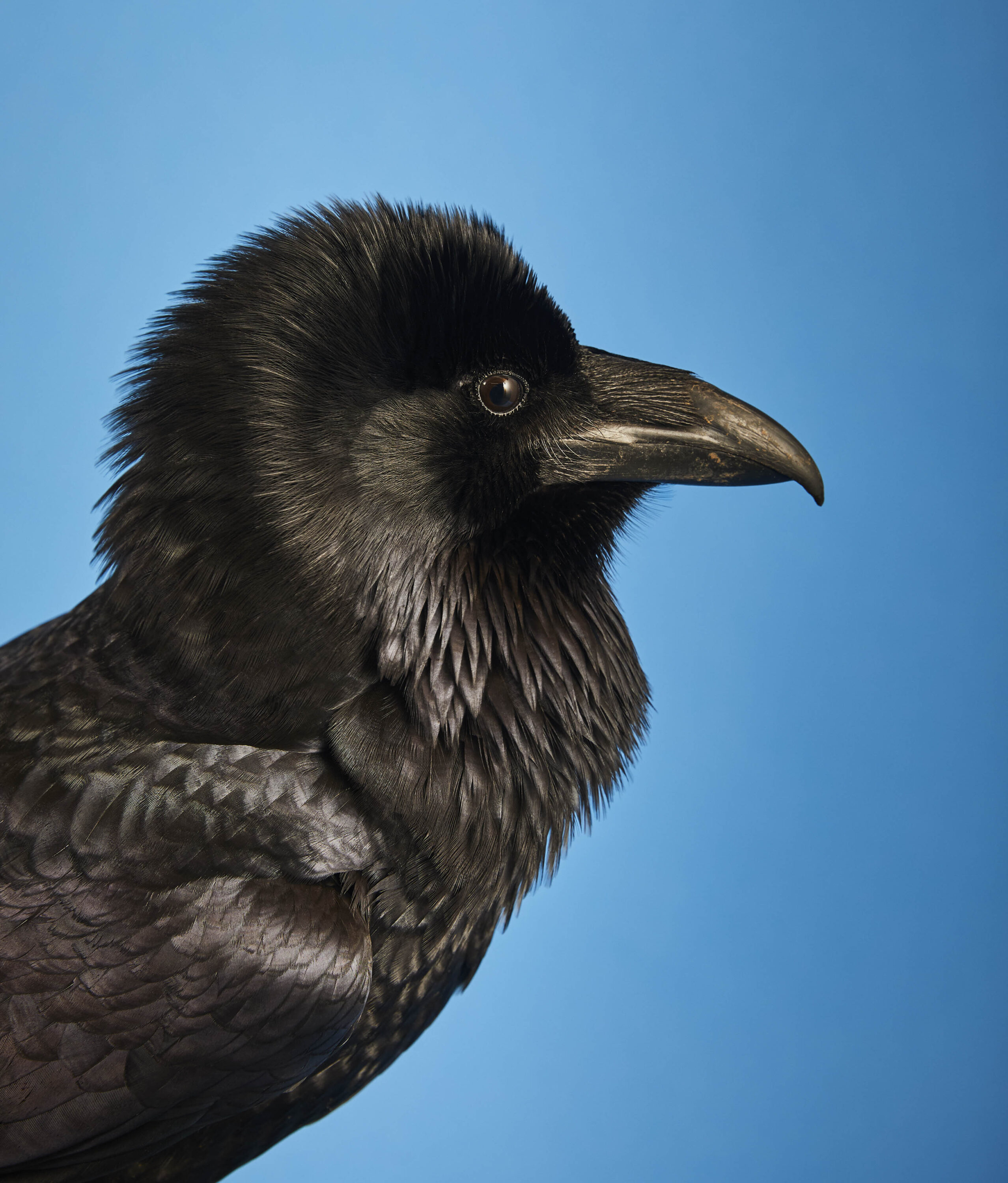 WREN-Luke Stephenson-RAVEN_18_01_15_Telegraph_Raven_0377-crop