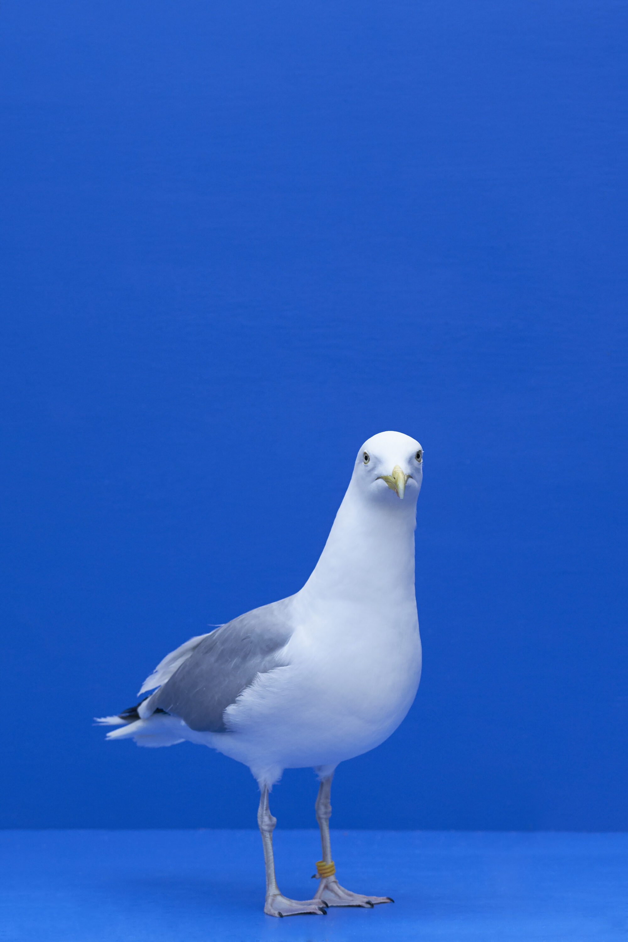 WREN-Luke Stephenson-Seagulls_1233