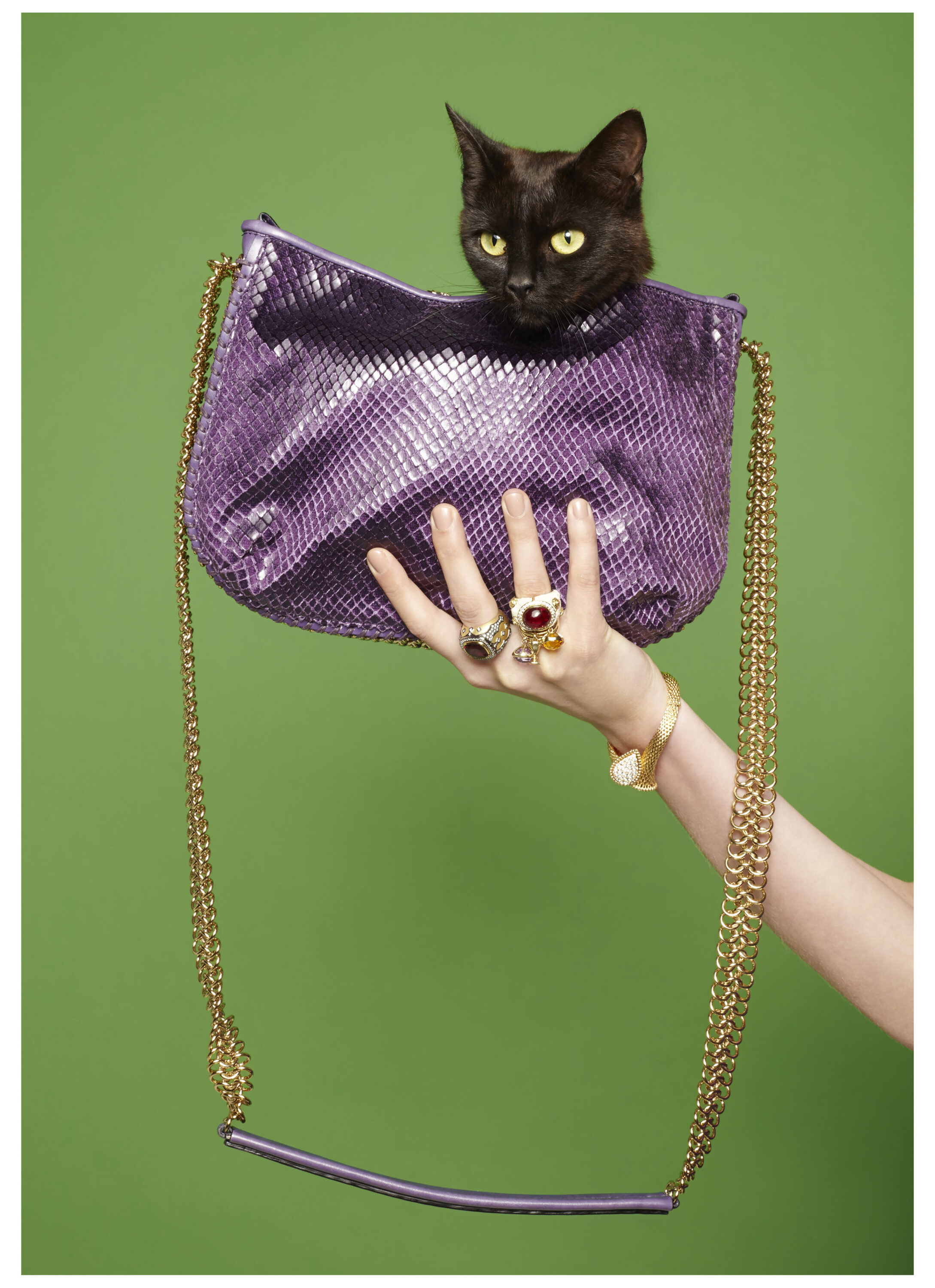WREN-Luke Stephenson-Shot_04_ST_Cats_0209x