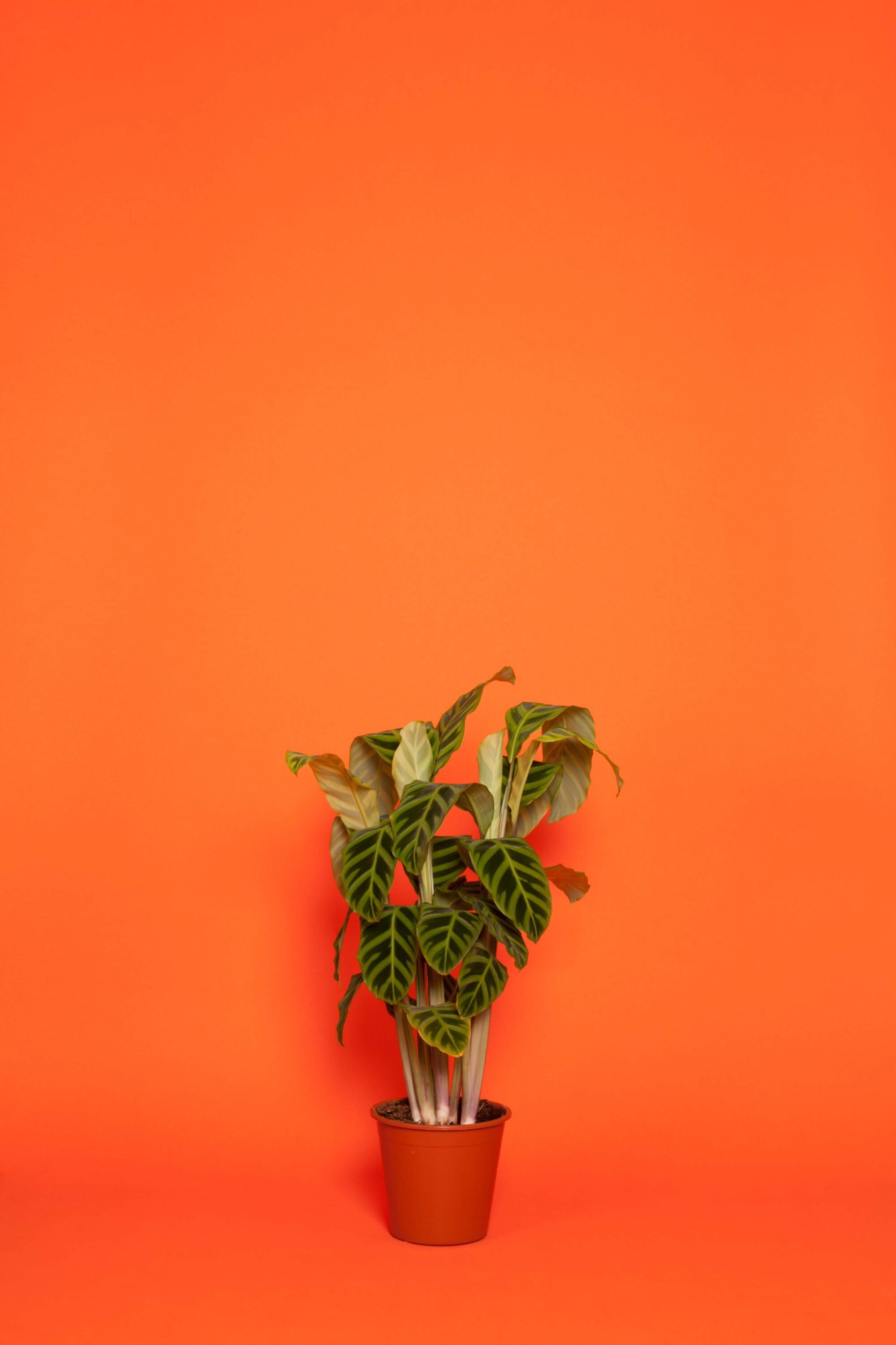 WREN-LUKE_STEPHENSON-RANDOM_calathea-mix