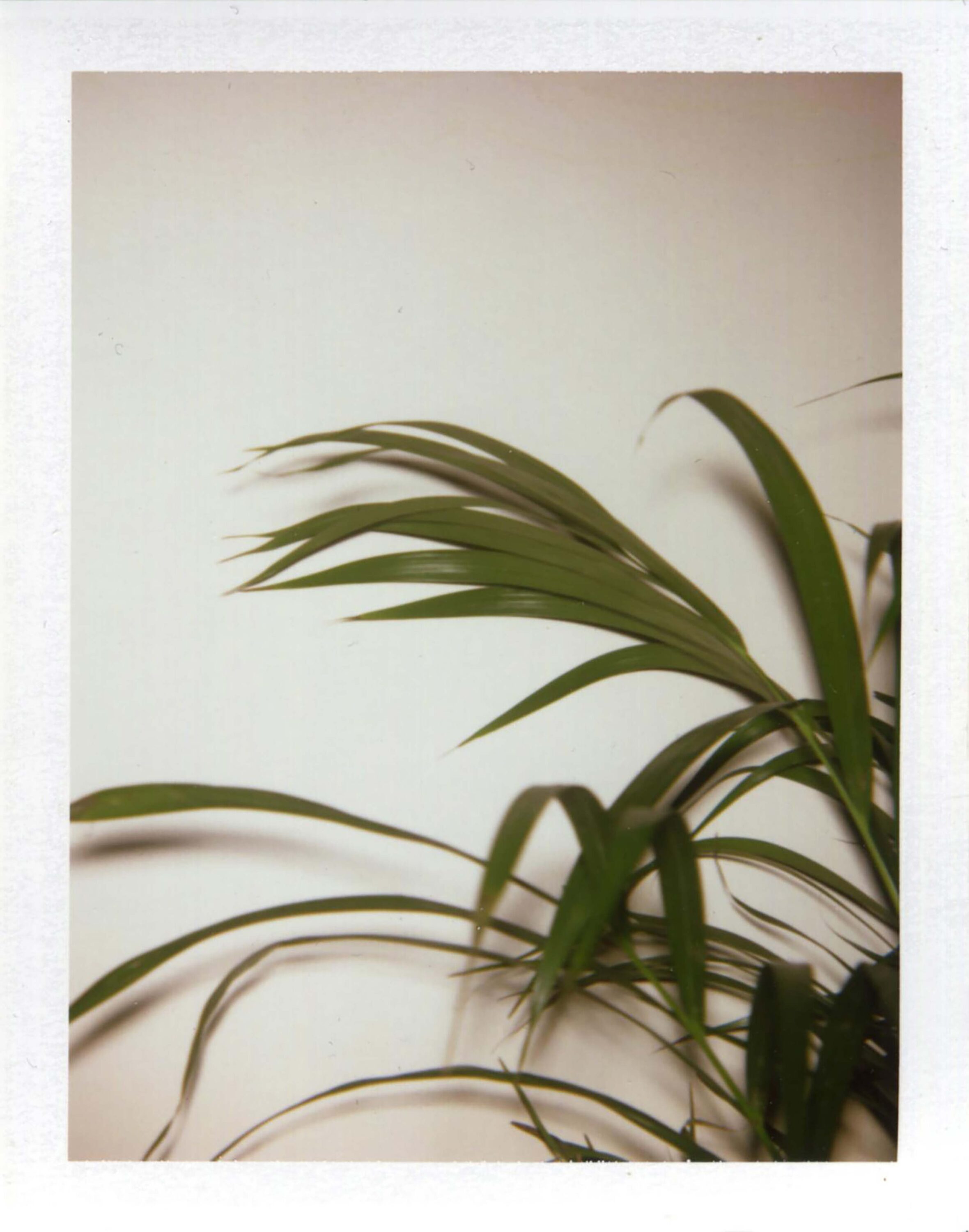 WREN-LUKE_STEPHENSON-new-flat003