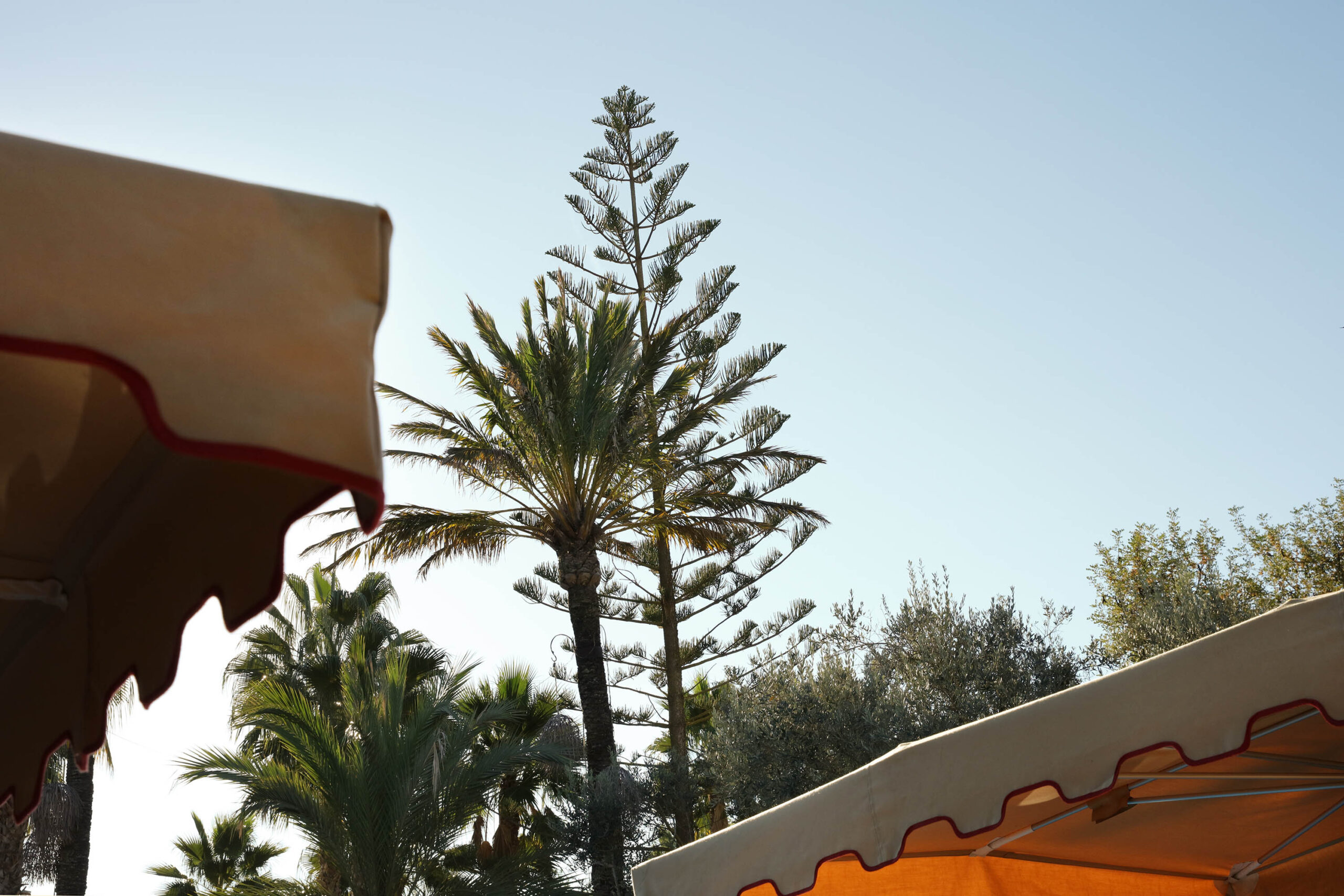 WREN-Roberto_Badin-RBadin_Ibiza_0170