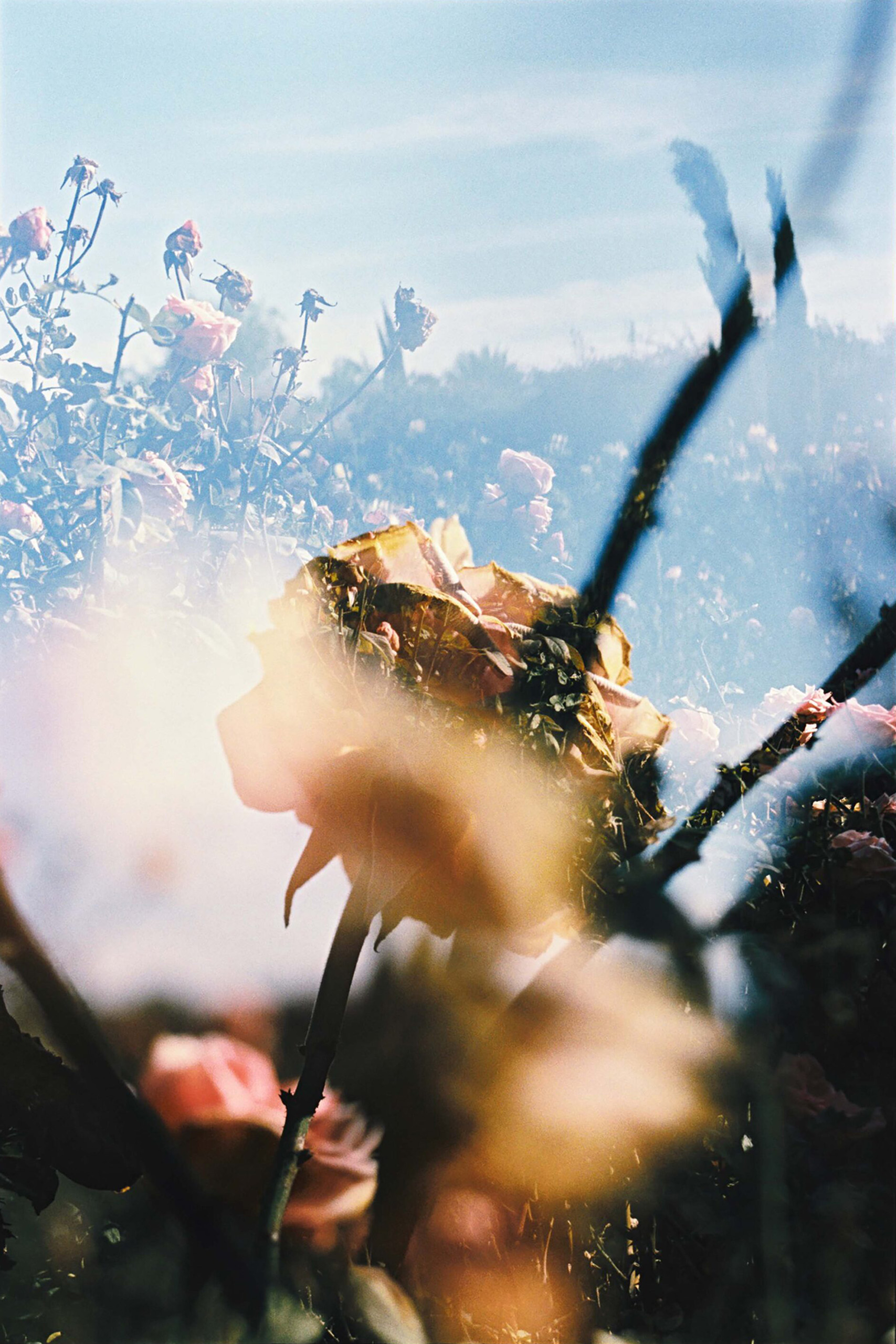 MARCUS_PALMQVIST_moroc2-2088x3000