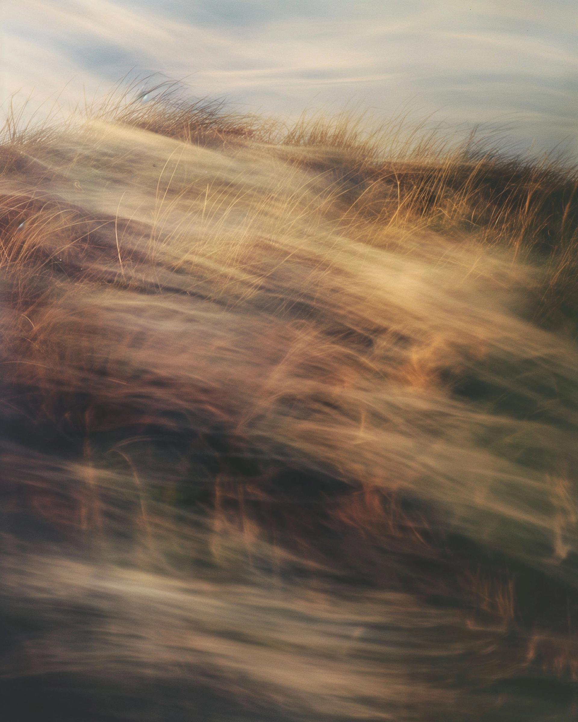 WREN-LUKE_EVANS-Nature_Studies1