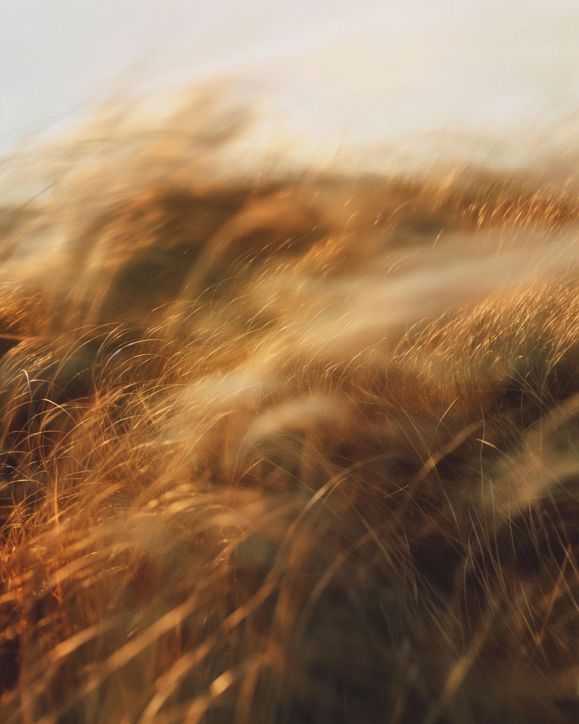 WREN-LUKE_EVANS-Nature_Studies2