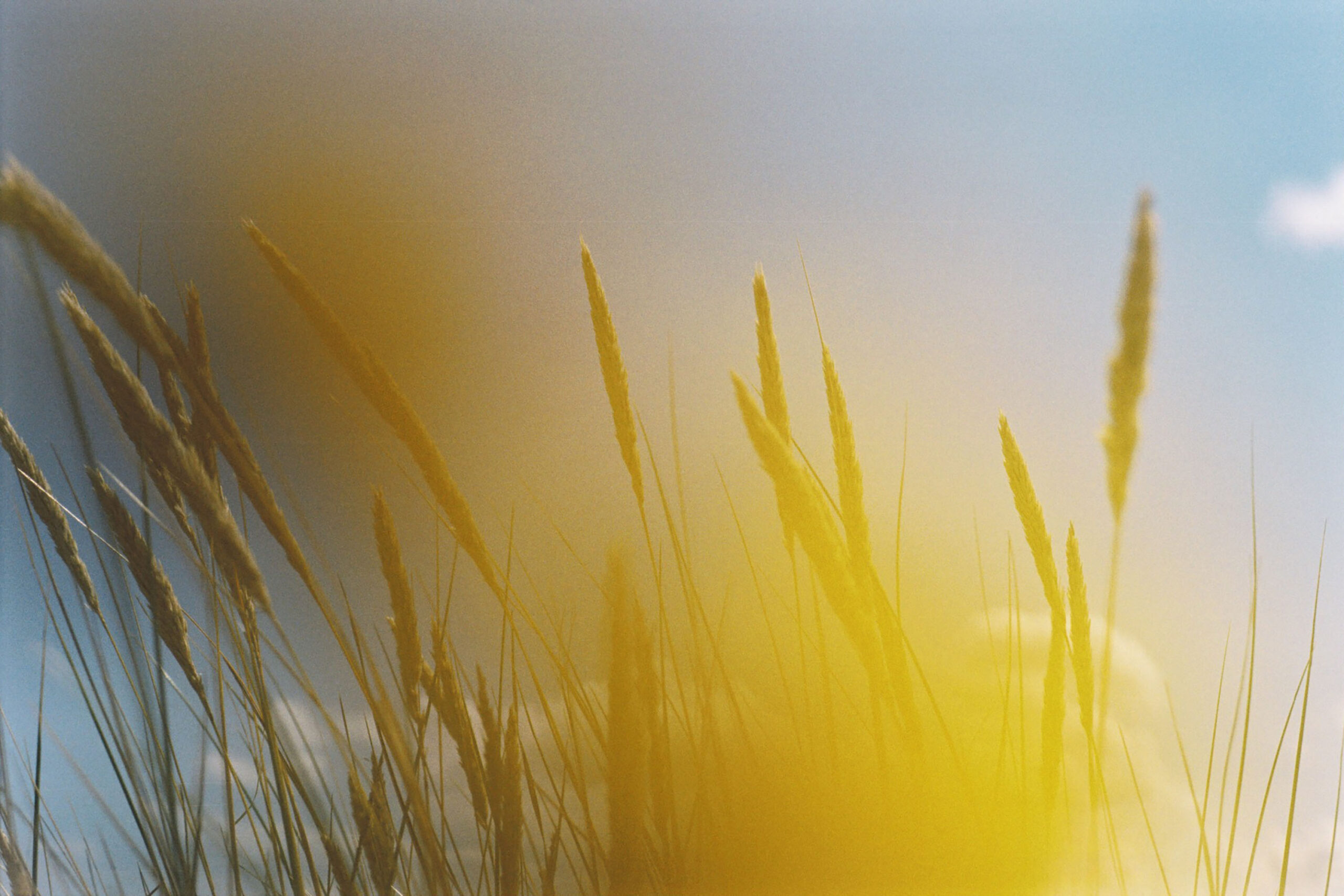 WREN-Marcus_Palmqvist-2286 (5)