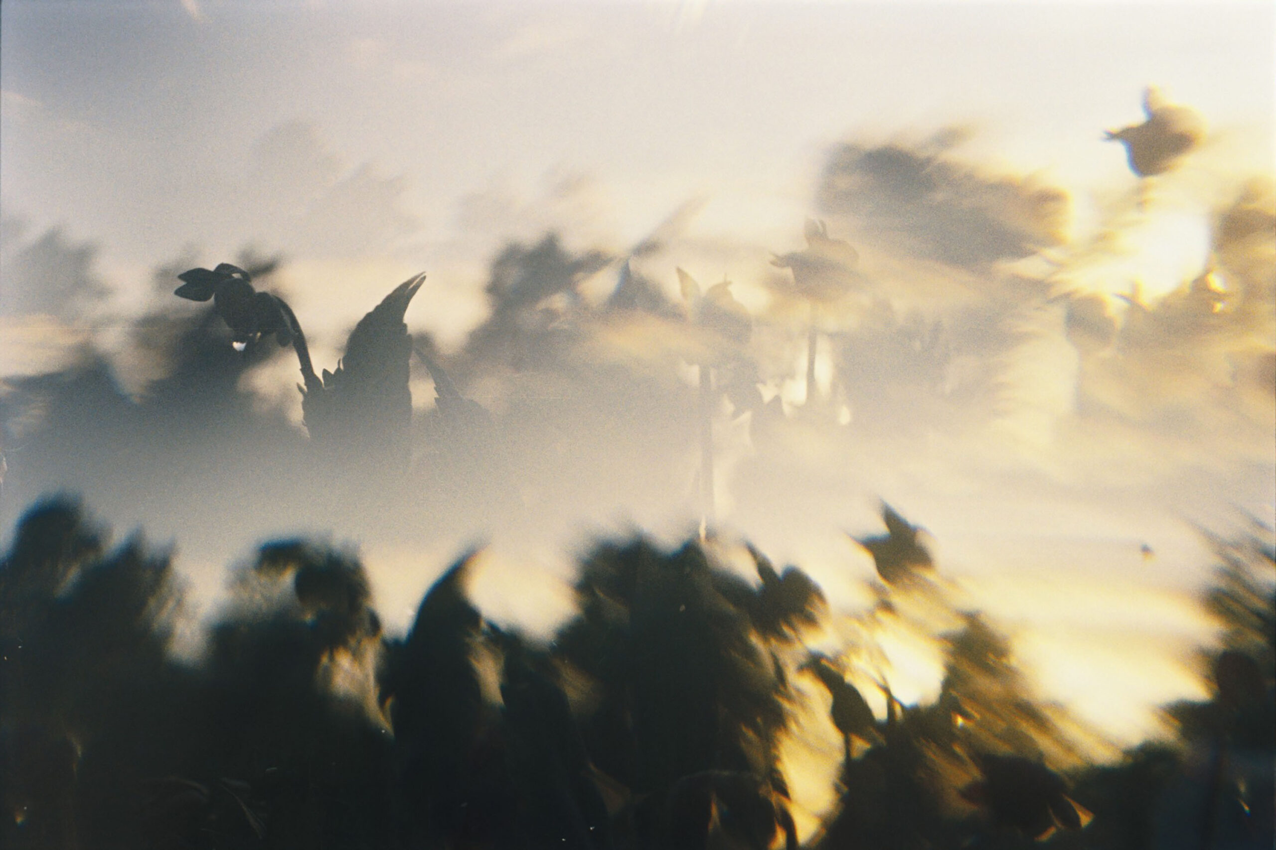 WREN-Marcus_Palmqvist-2288 (8)