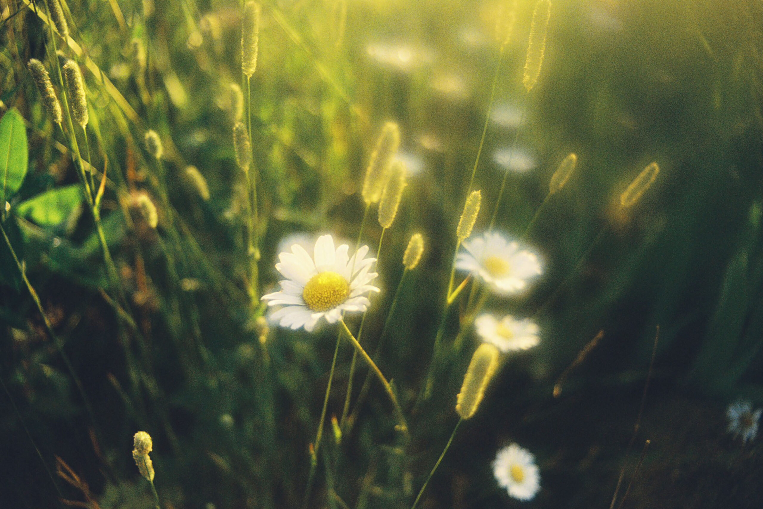 WREN-Marcus_Palmqvist-7288 (28)