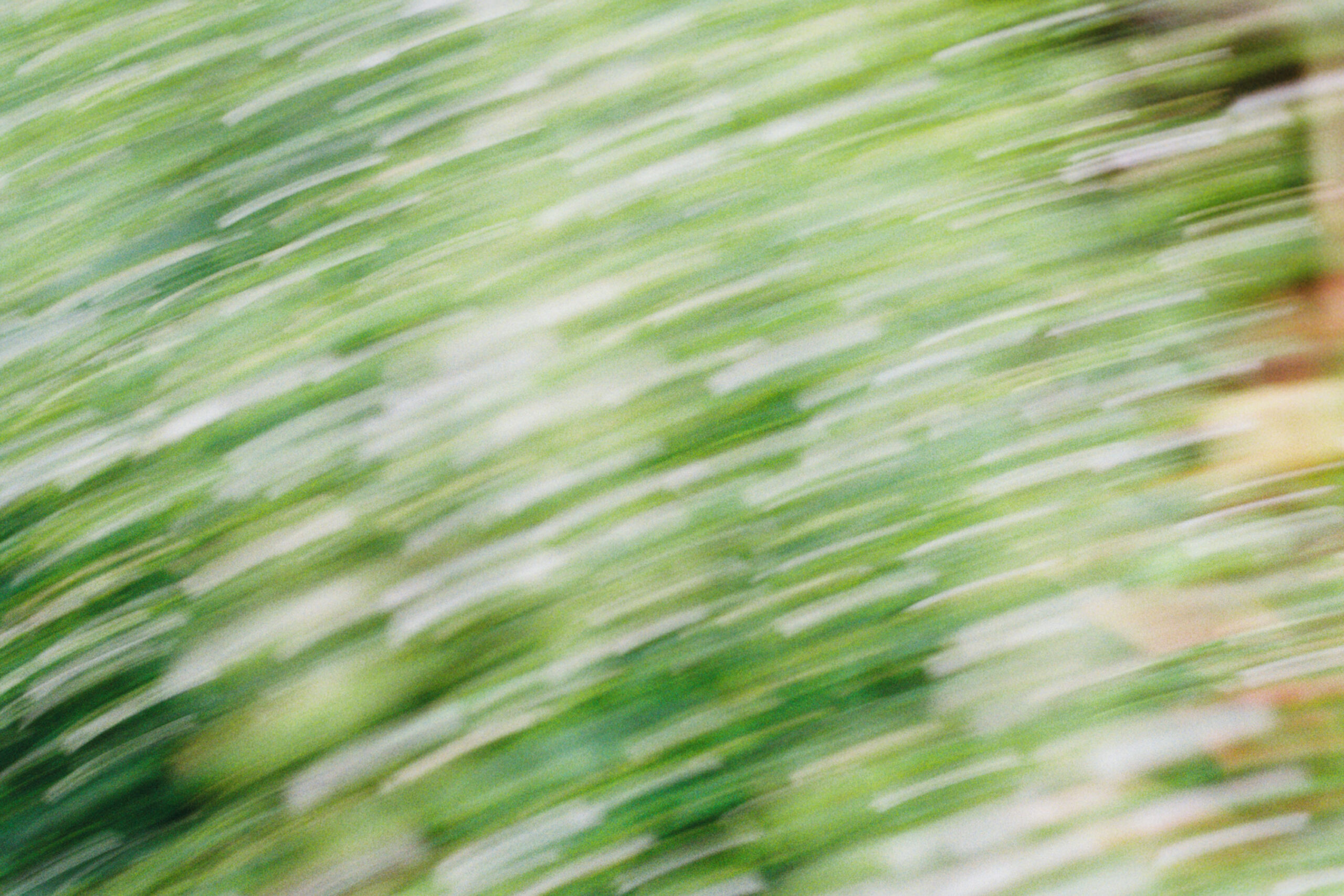 WREN-Marcus_Palmqvist-R1-04164-0033