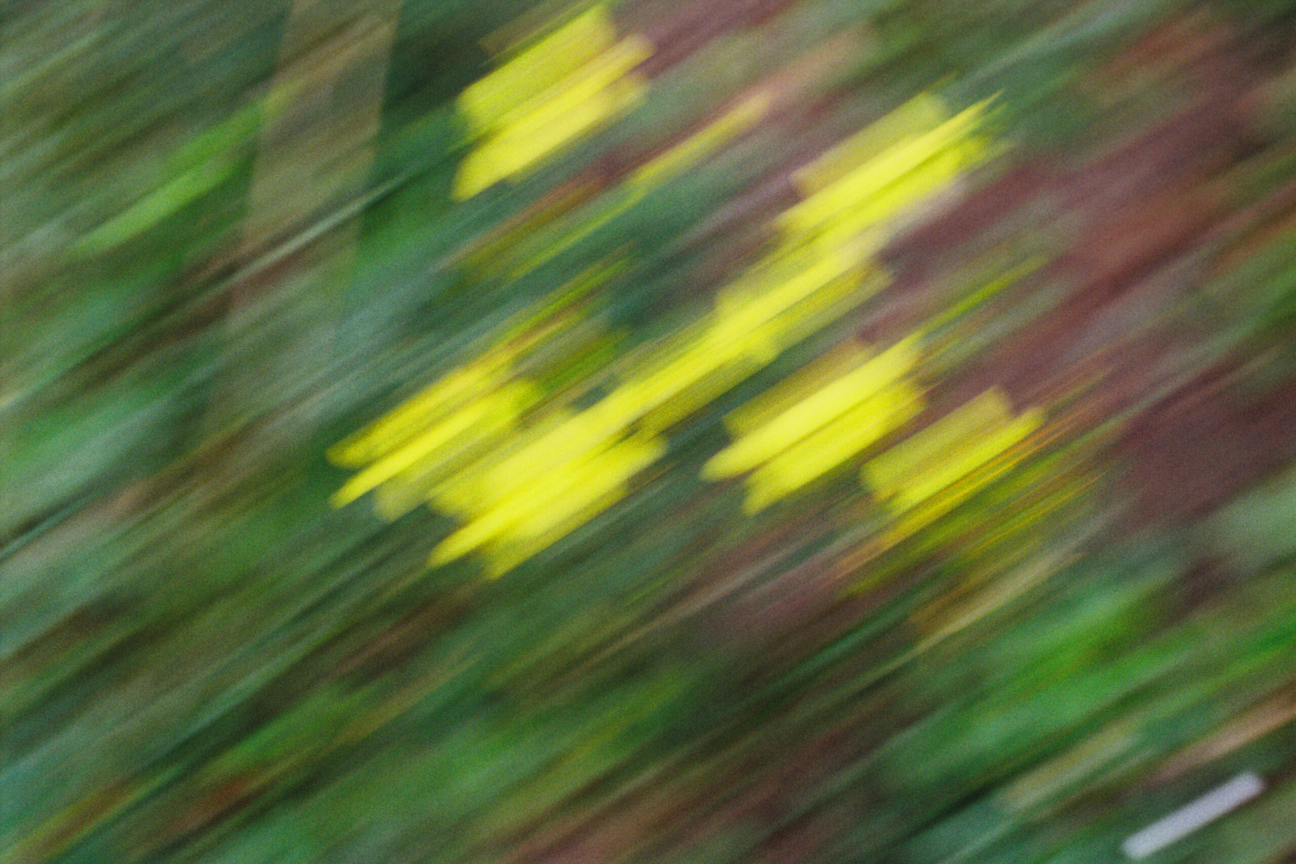 WREN-Marcus_Palmqvist-R1-04164-0036