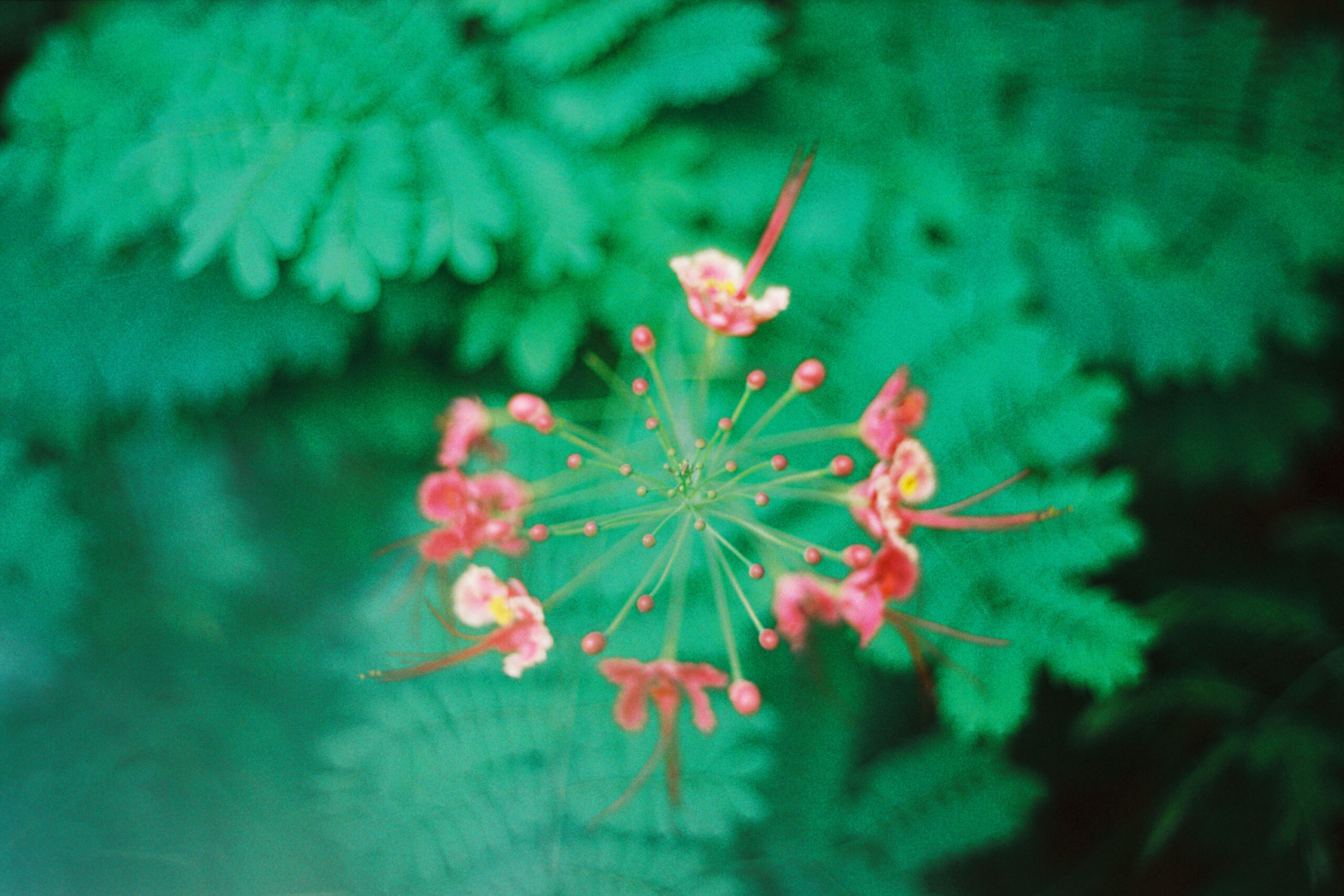 WREN-Marcus_Palmqvist-R1-06927-0028