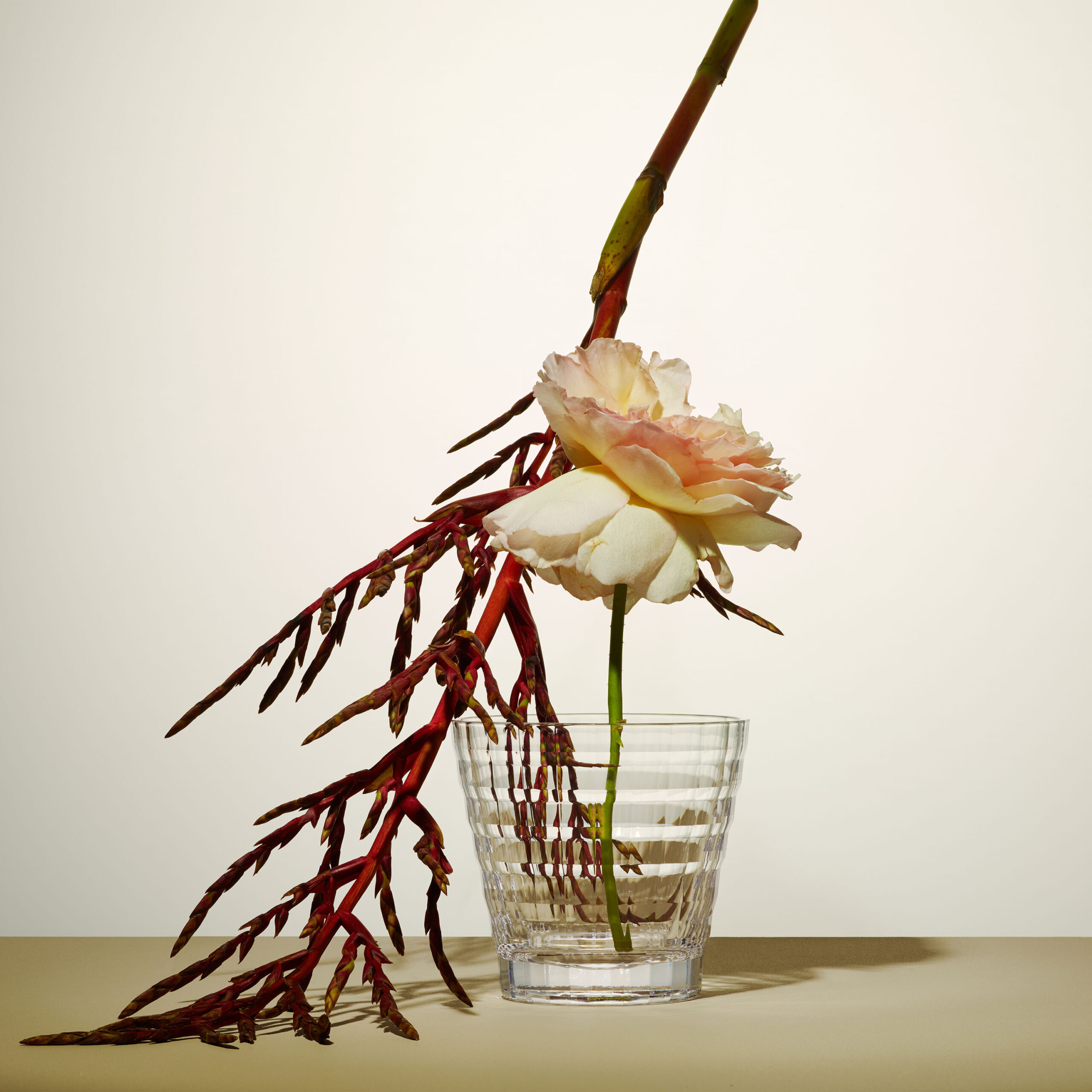 WREN-RobertoBadin-Perso_LillyCarre3