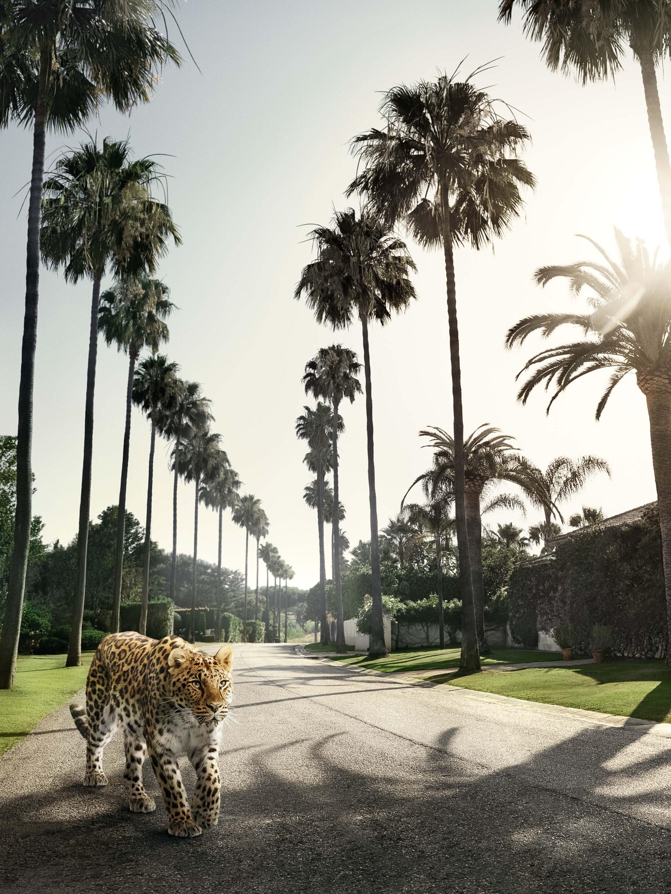 WREN-RobertoBadin-RBadinCartierPanthereSeule