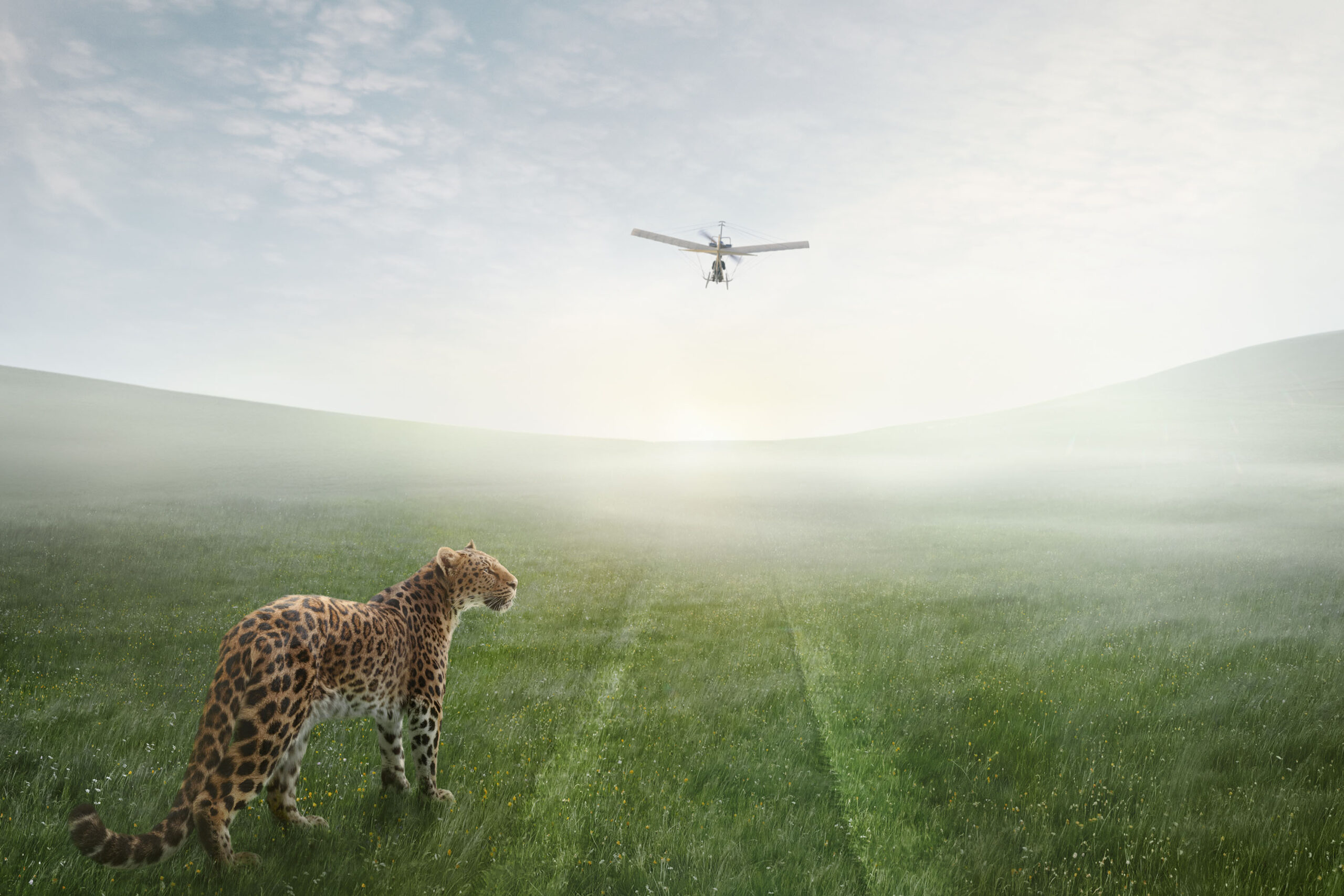 WREN-RobertoBadin-RBadinCartierSantosPanthereSeule