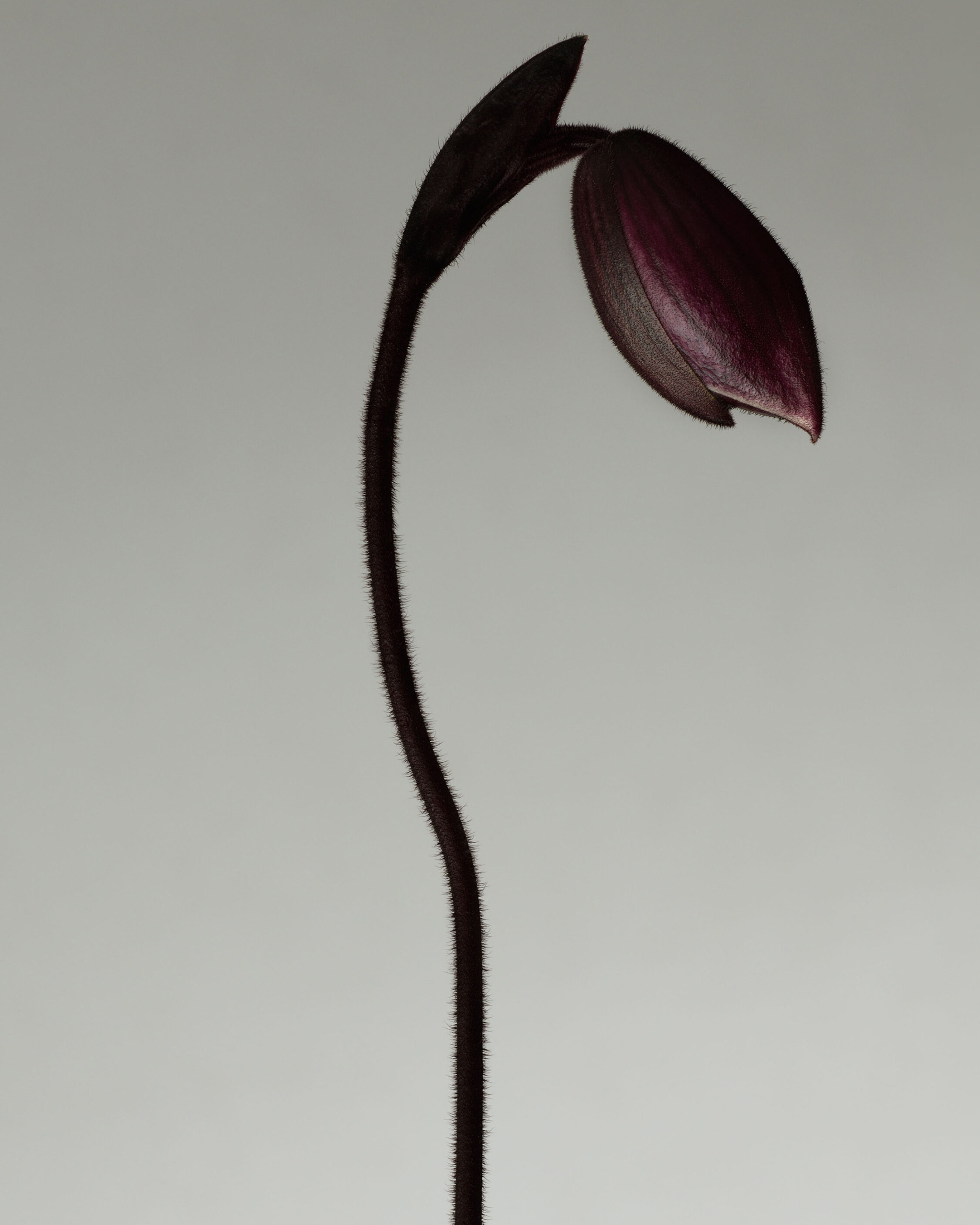 WREN-RobertoBadin-RBadinFleur_1aHD_Crop2-2250x3000