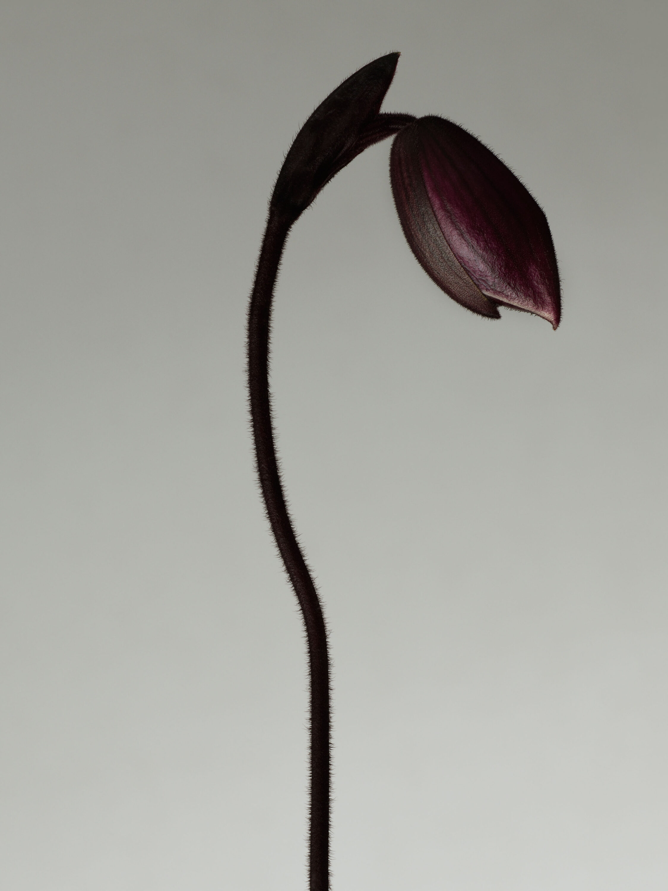 WREN-RobertoBadin-RBadinFleur_1aHD_Crop2