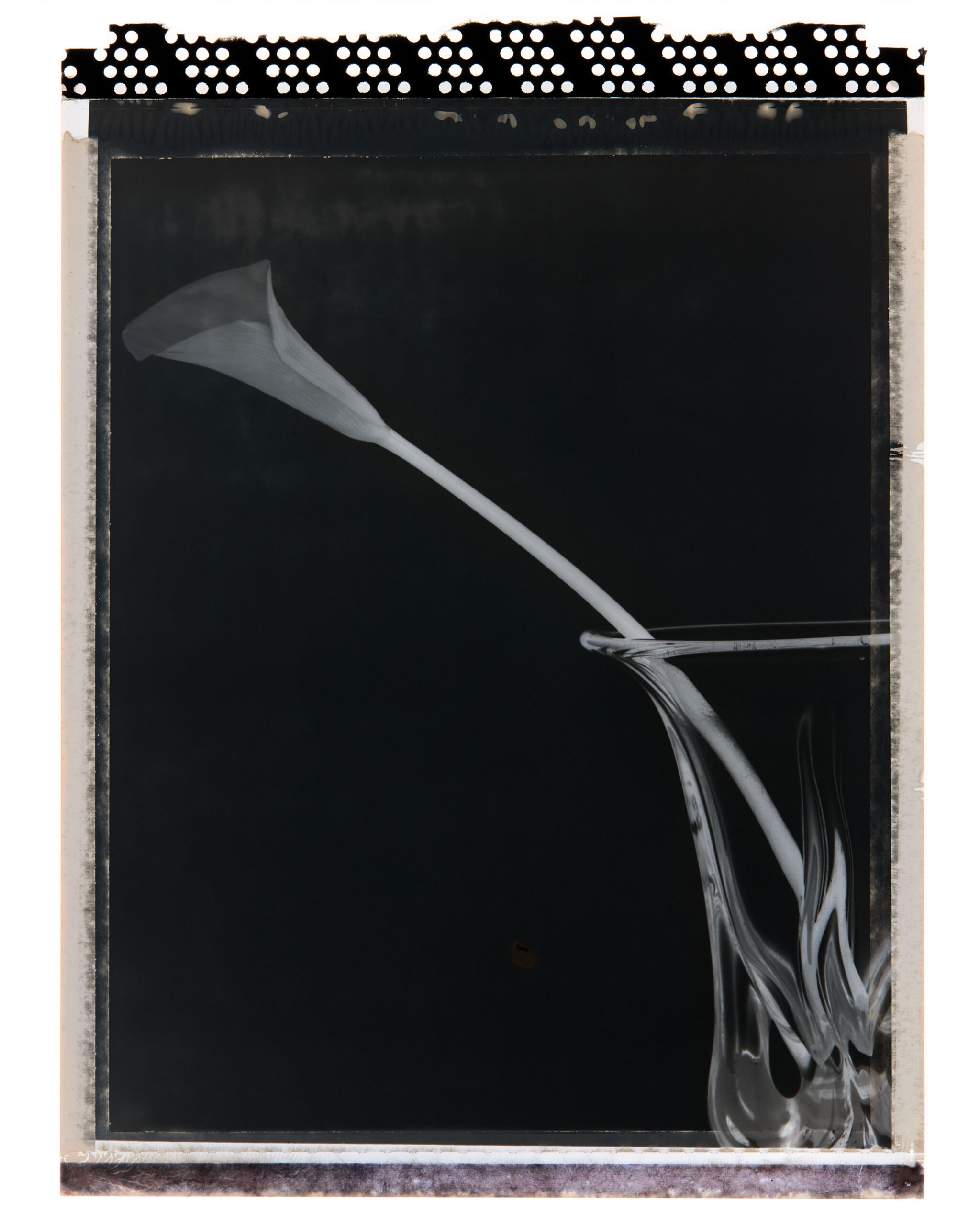 WREN-RobertoBadinRepro0156