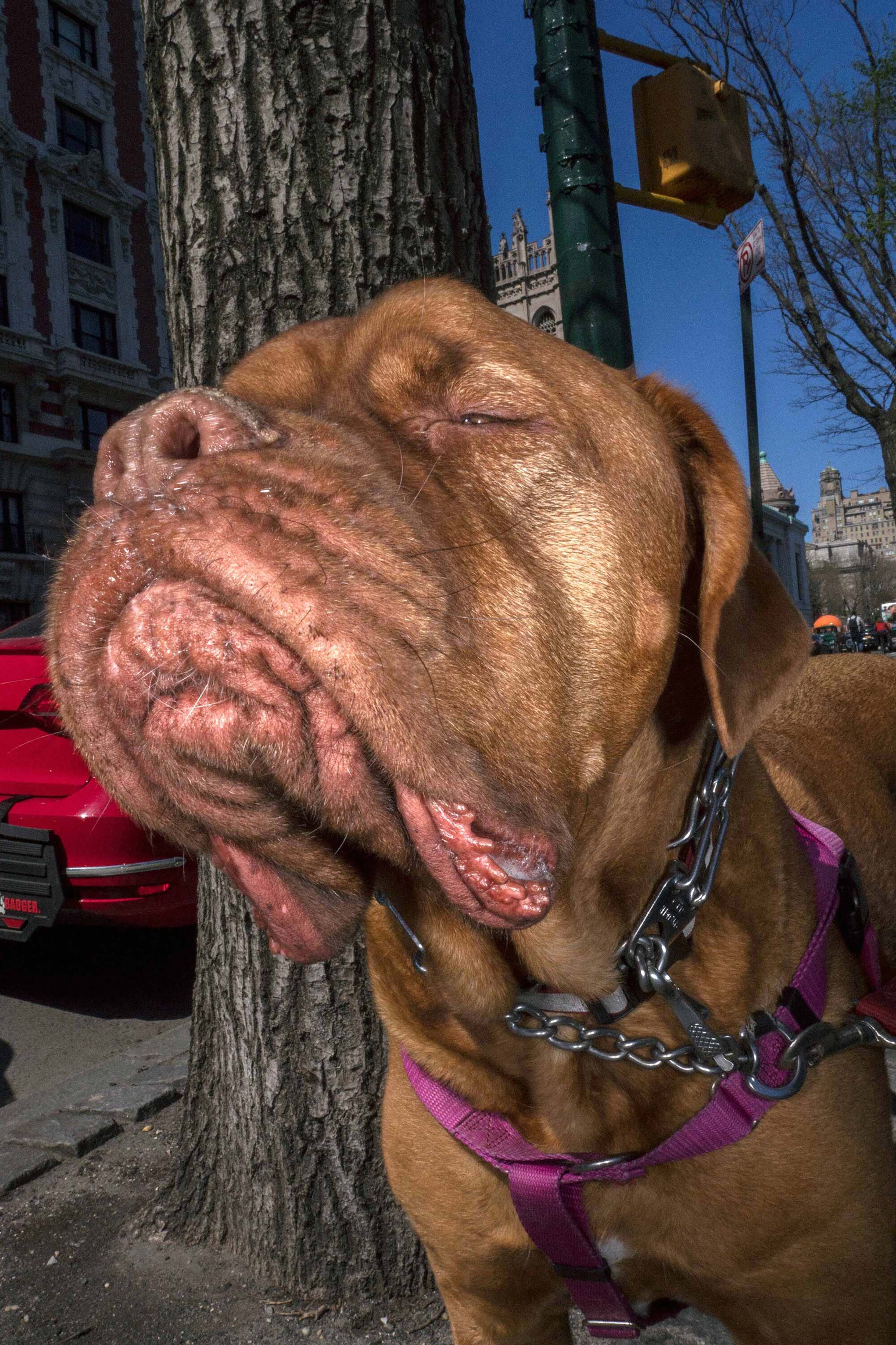 WREN-DougieWallace-NY-Hot-Dogs-21789