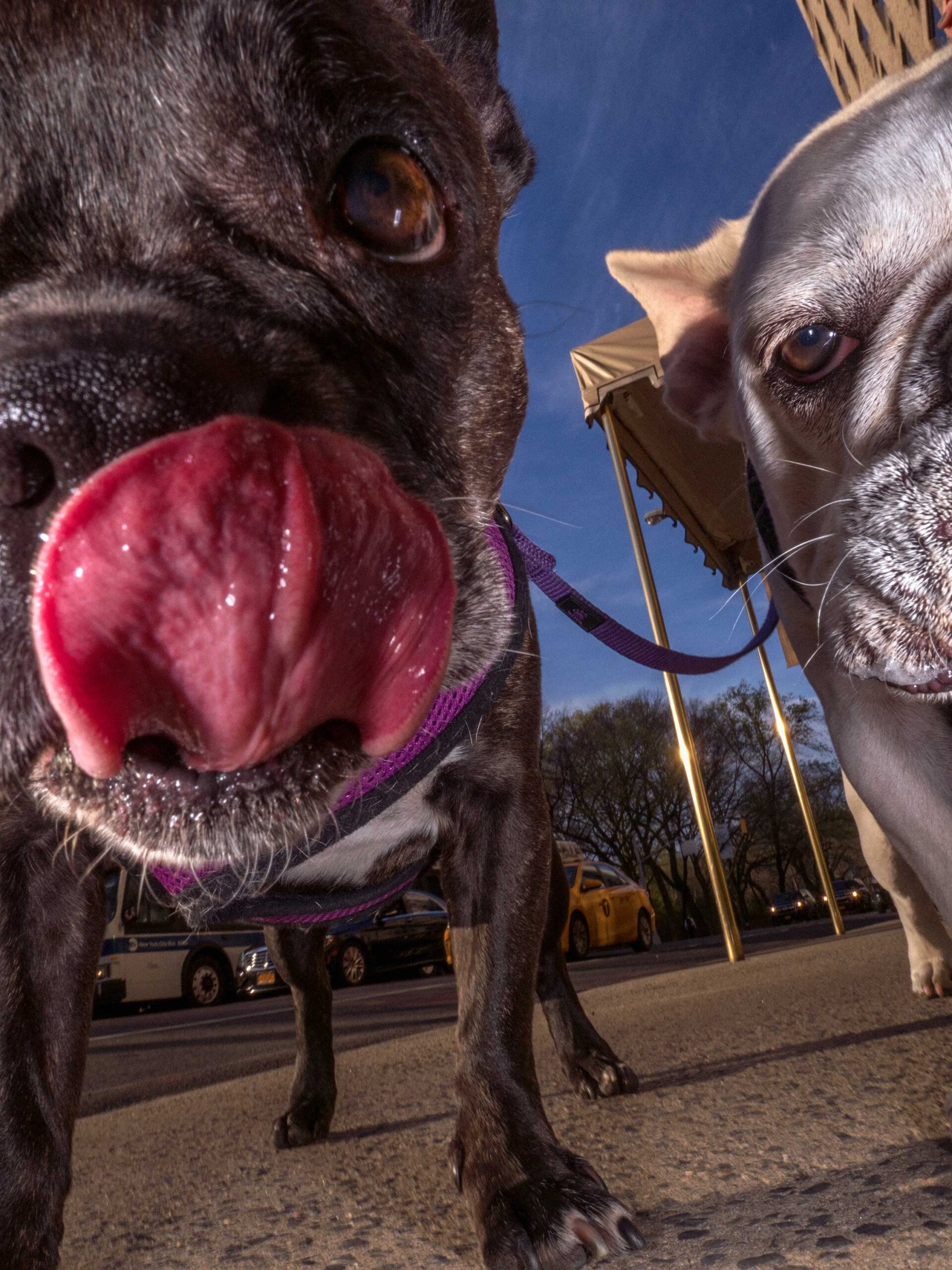 WREN-DougieWallace-NY Hot Dogs-24979 b