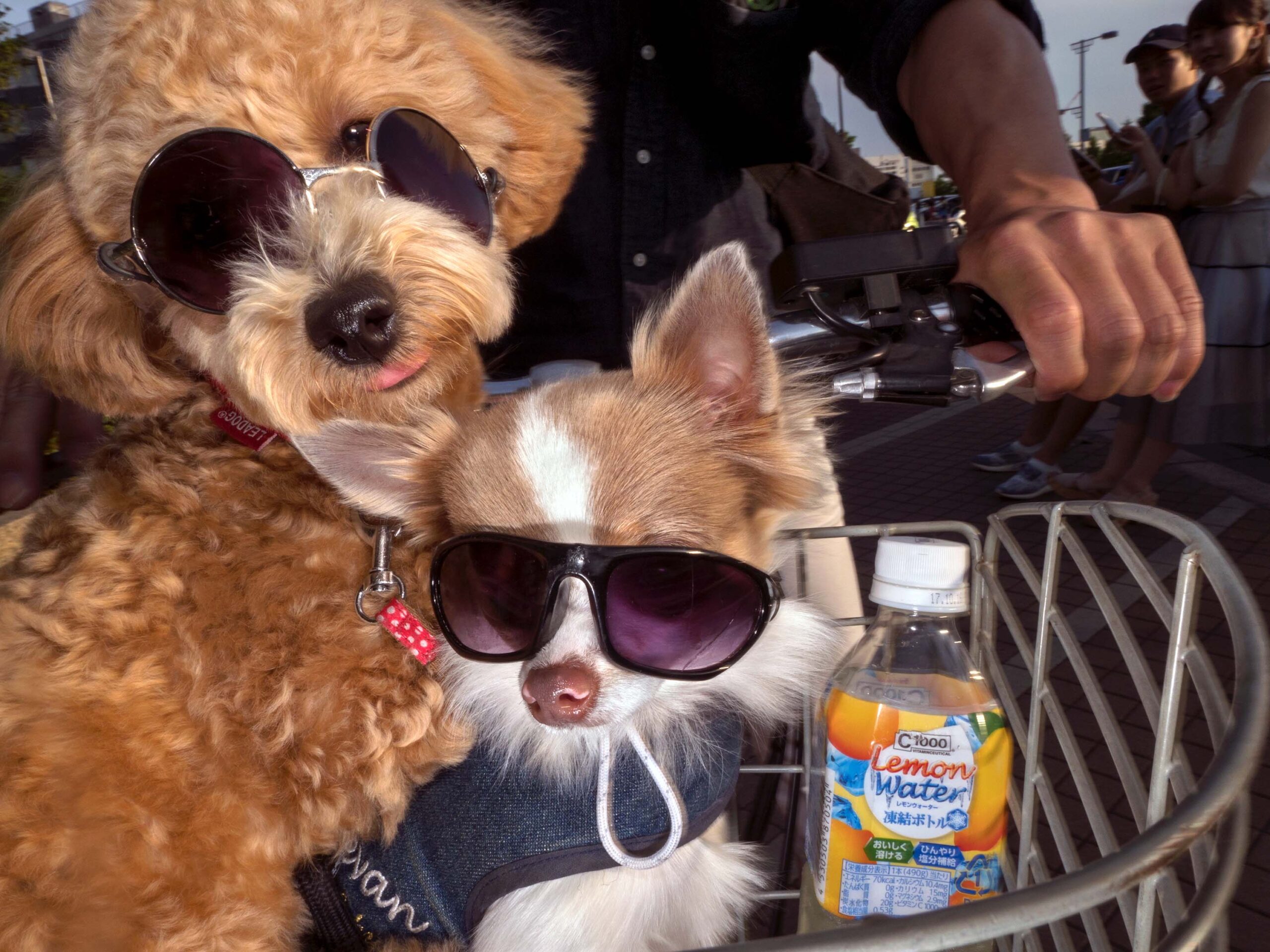 WREN-DougieWallace-Well Heeled-23240 b