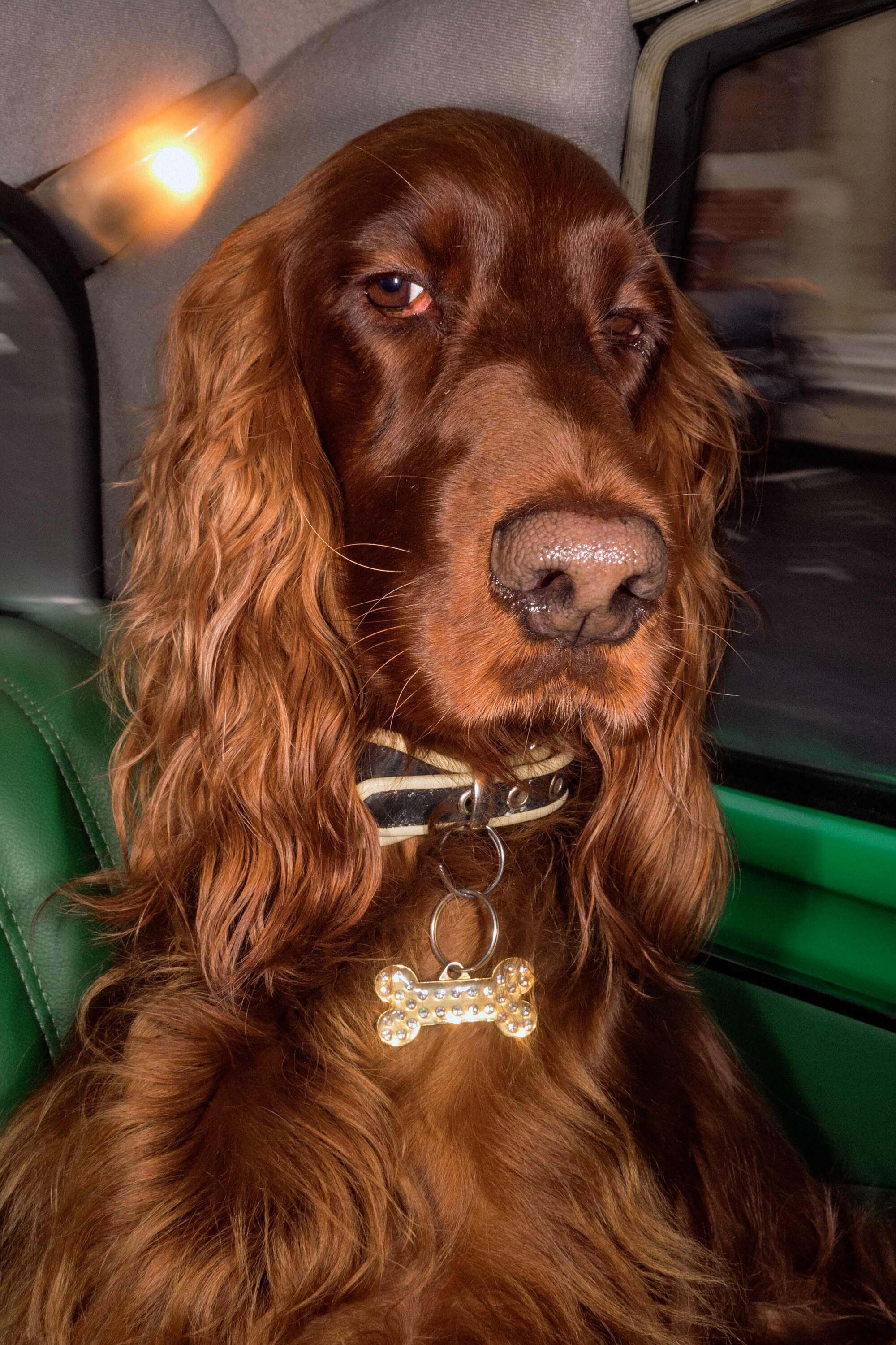 WREN-DougieWallace-for-dewi-red-setter-printing-LG