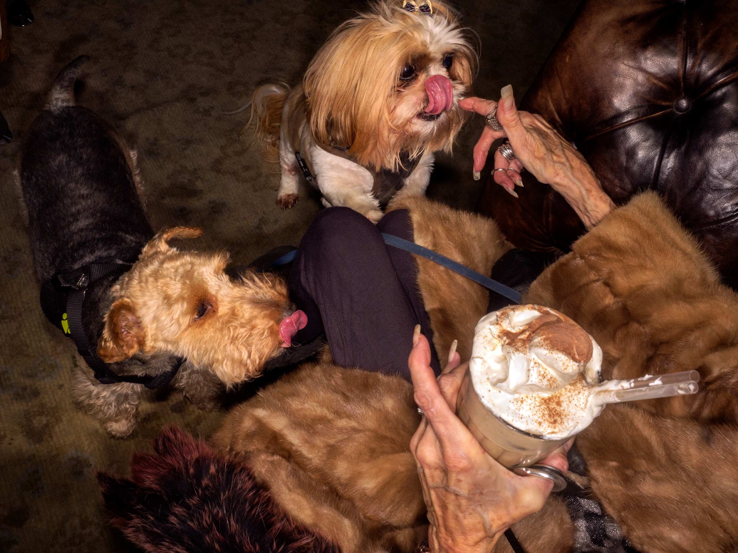 WREN-DougieWallace-well heeled-2567