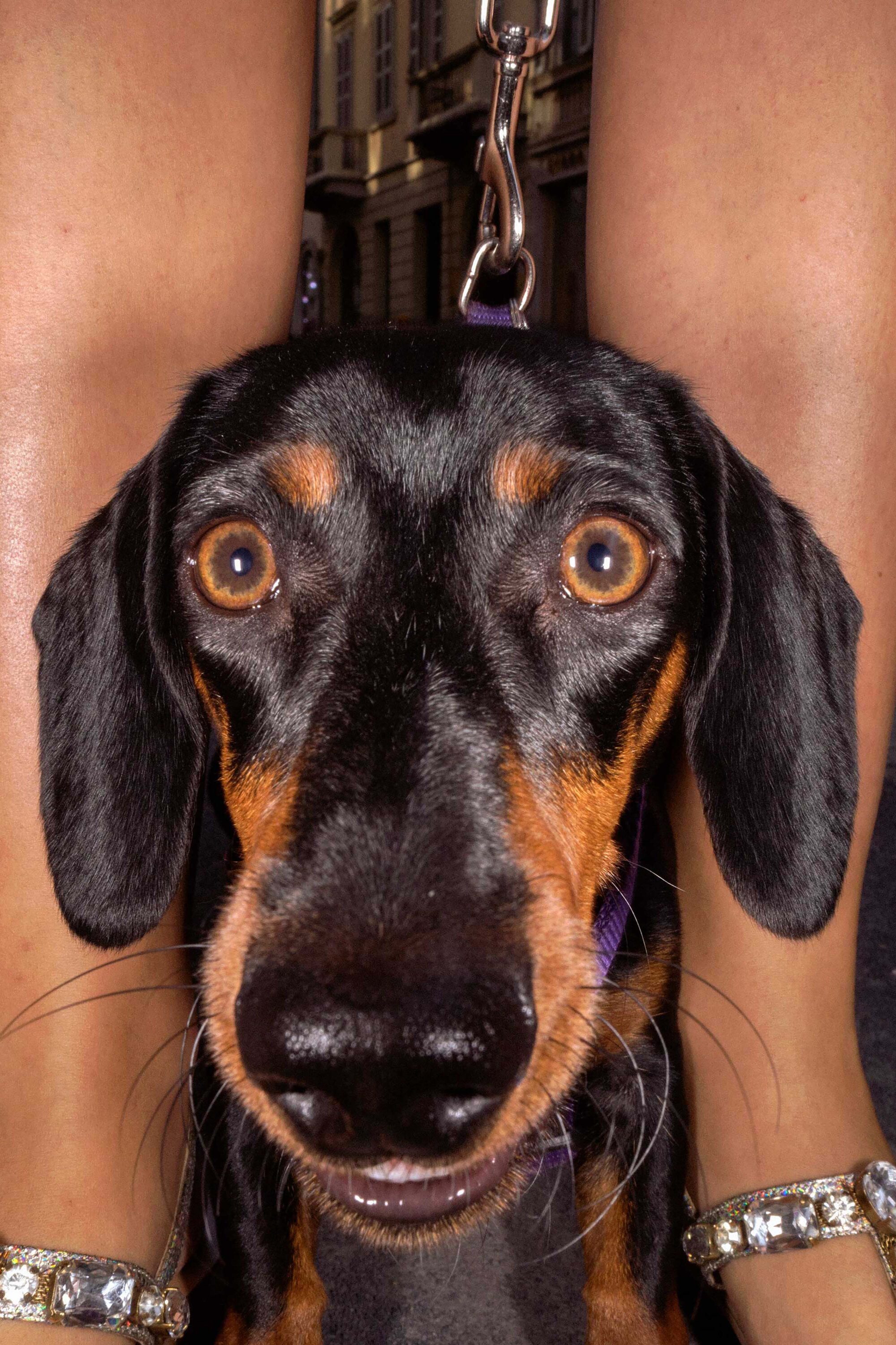 WREN-DougieWallace-well-heeled-3-3