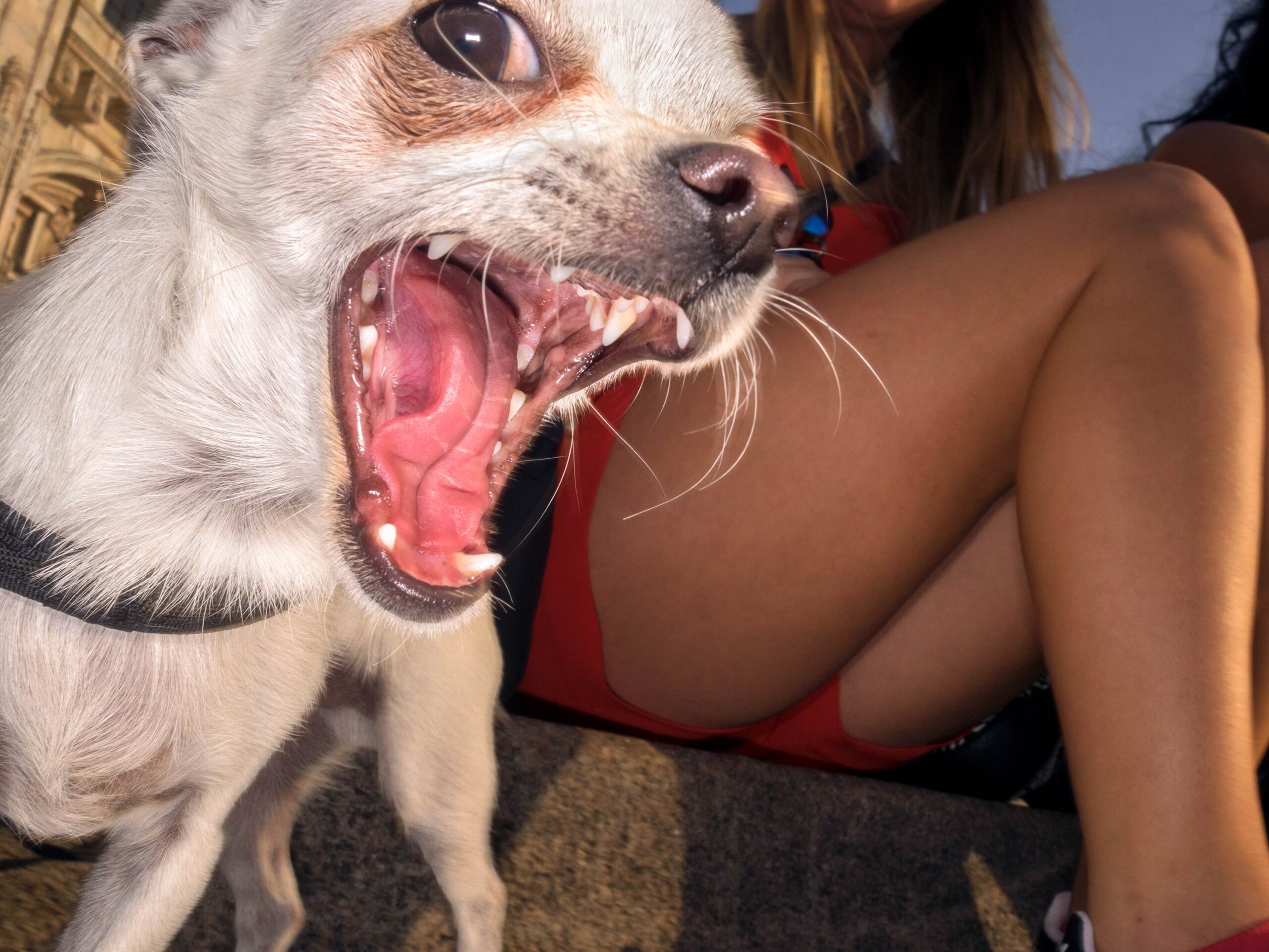 WREN-DougieWallace-well heeled-39691