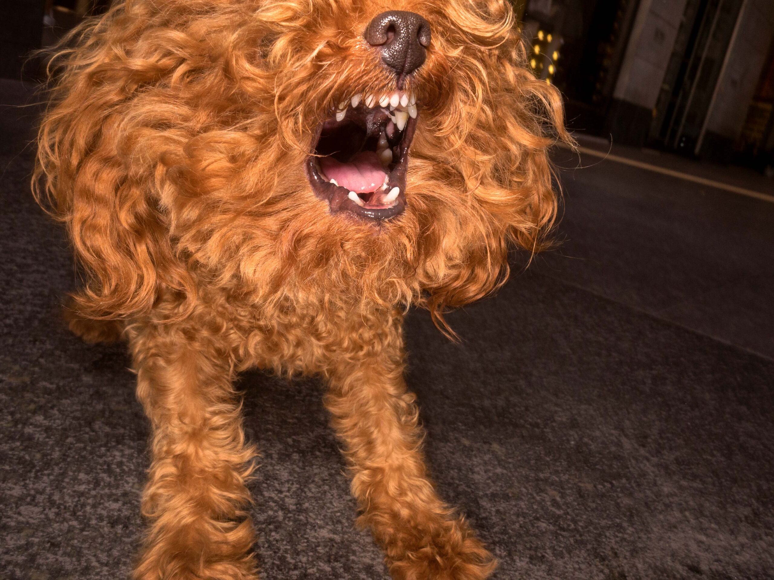 WREN-DougieWallace-well heeled 4-37121