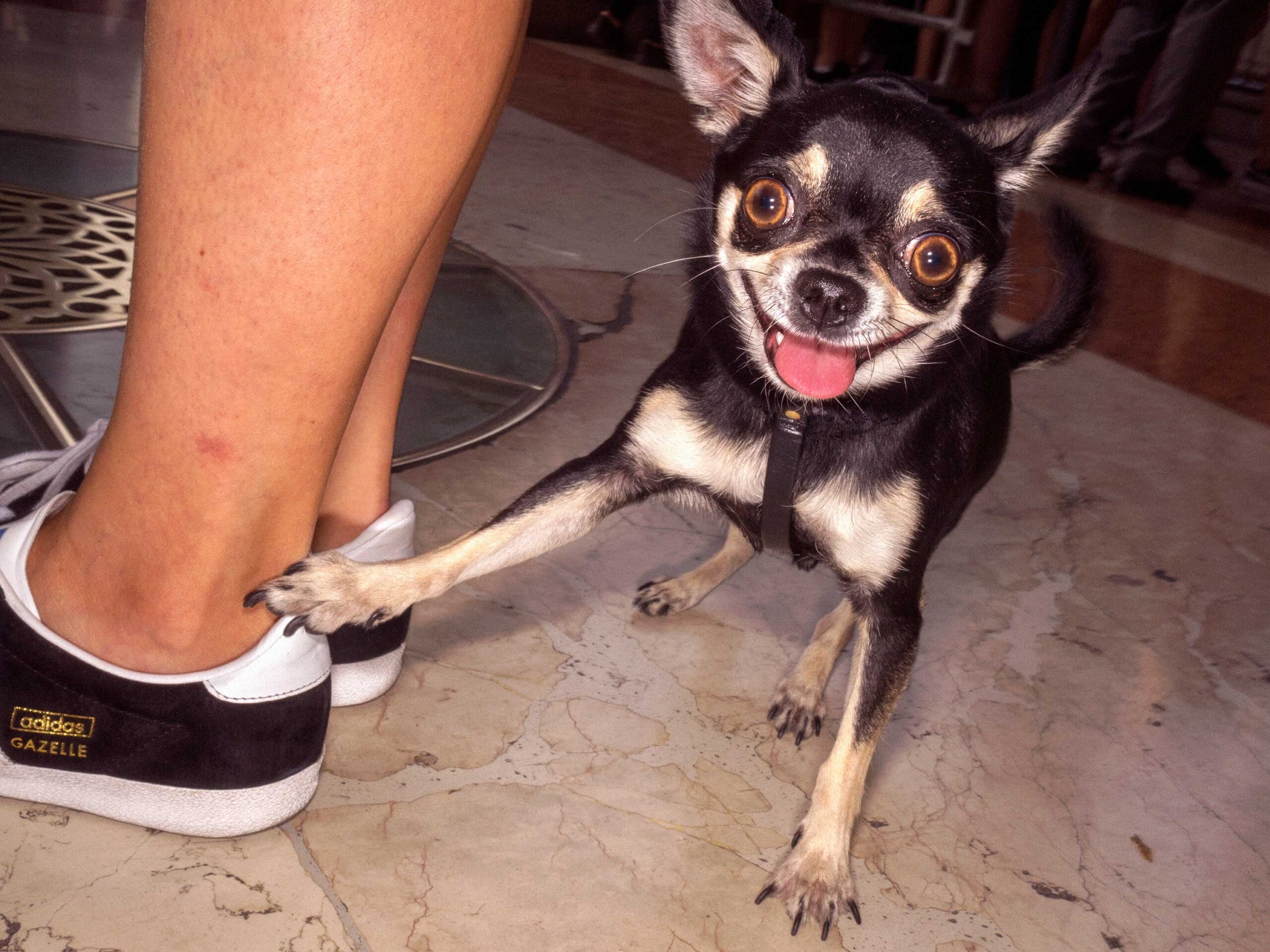 WREN-DougieWallace-well heeled 4-37208 final