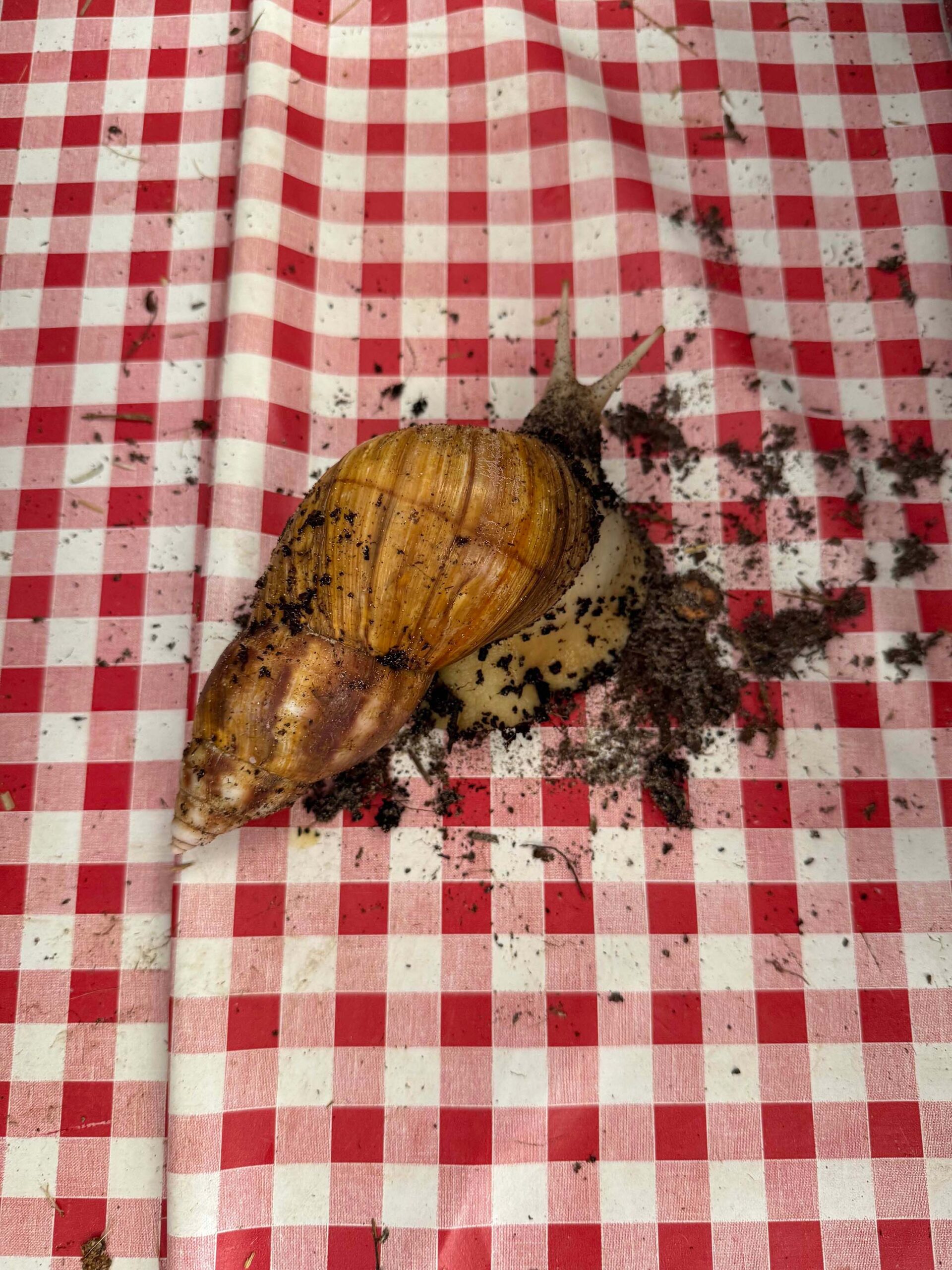 wrenagency-lukestephenson-englishscheme-2