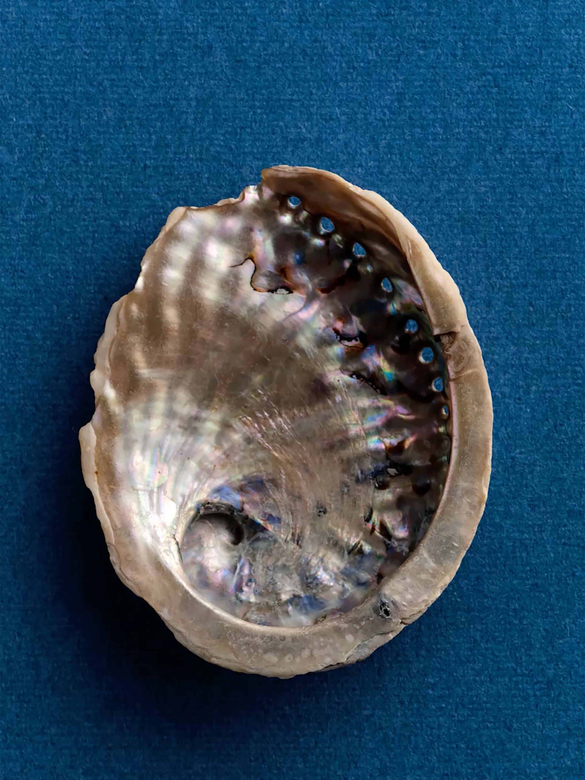 wrenagency_lukeevans_ffernwinter26_1