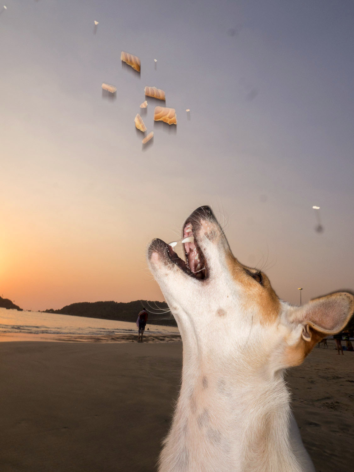 Dougie_Wallace_Lars GOAN TO THE DOGS EDIT 2018_Page_71
