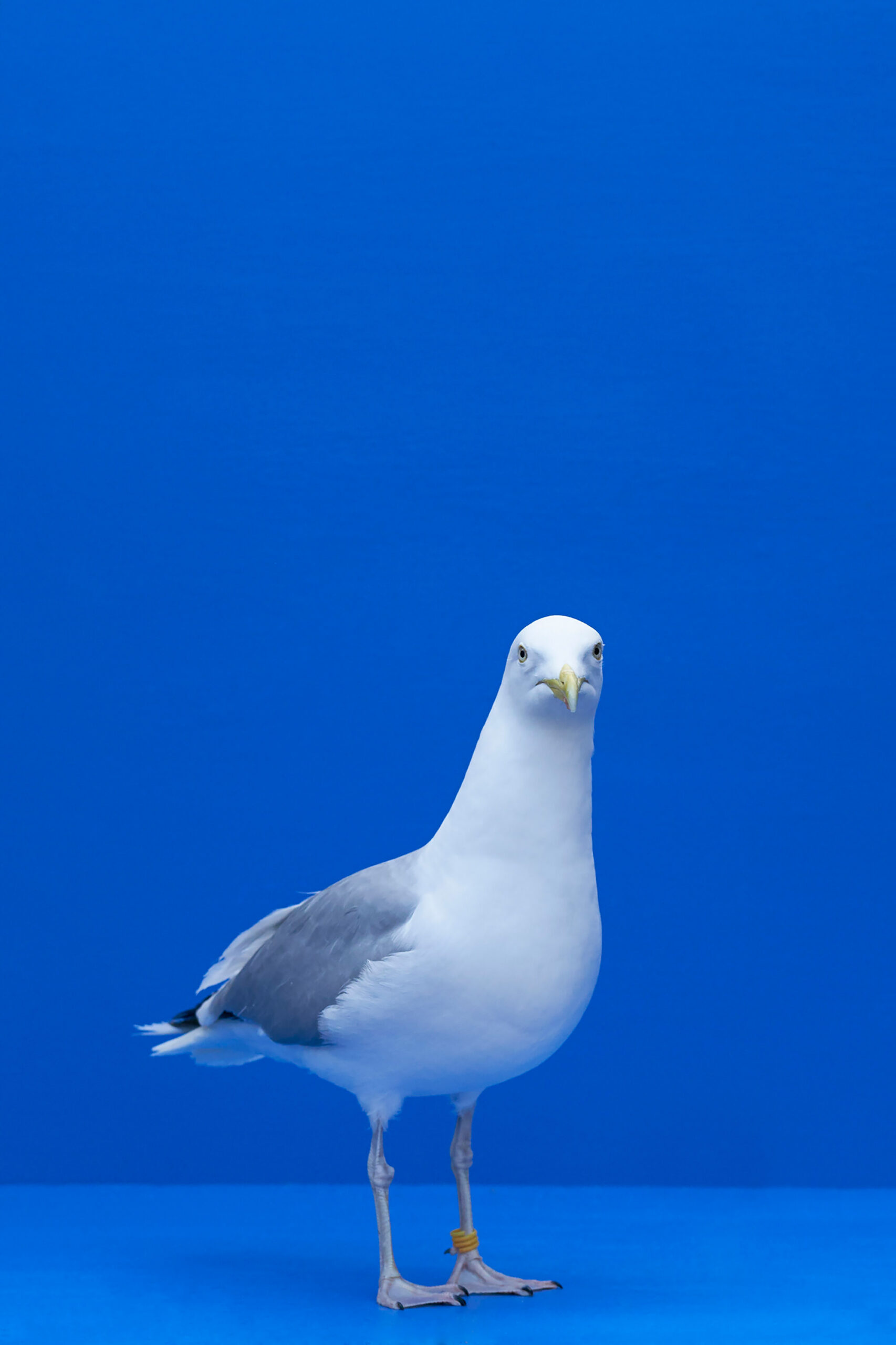 LS_Kevin the seagul