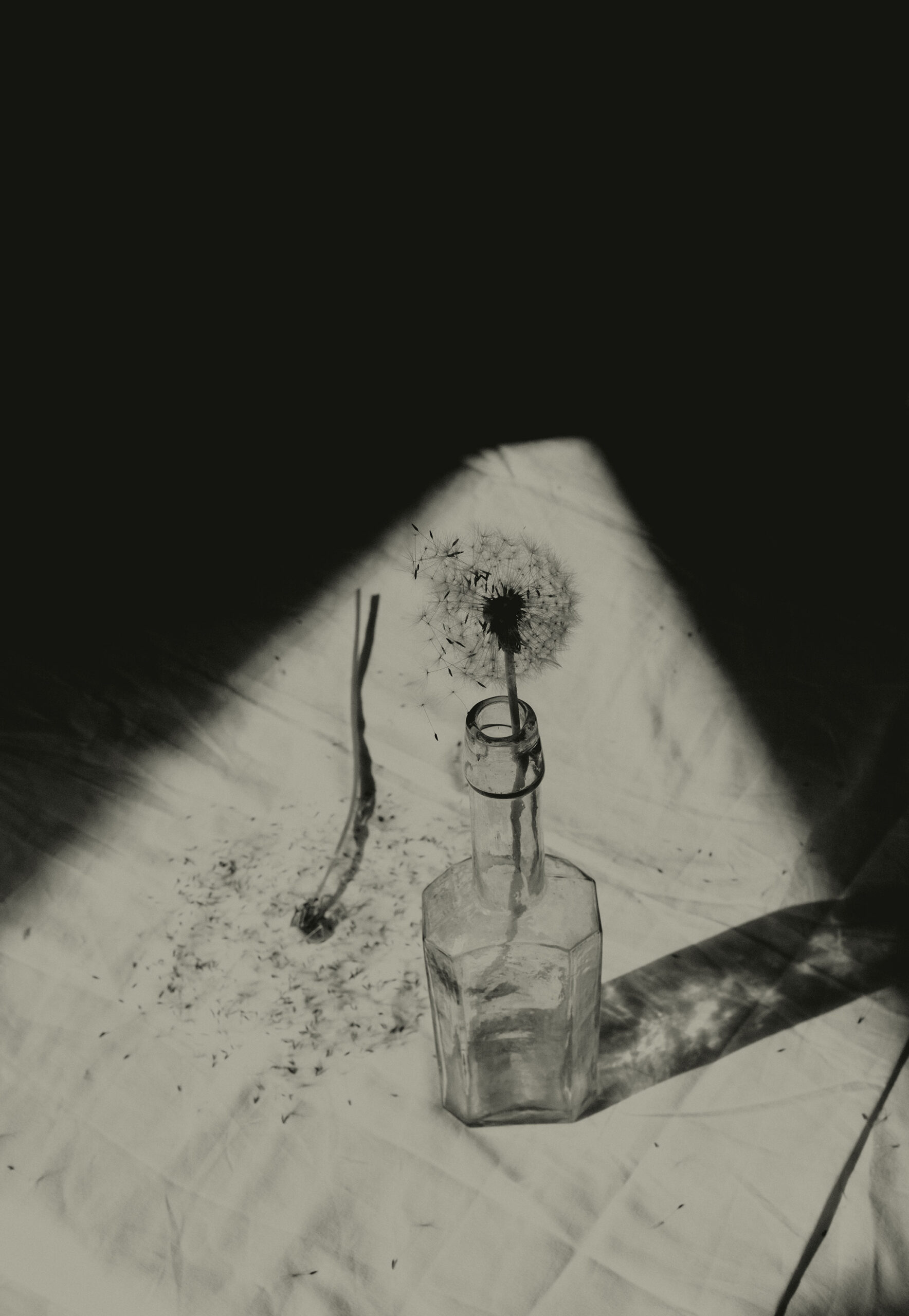 WREN_Jone Reed_Still Life_1