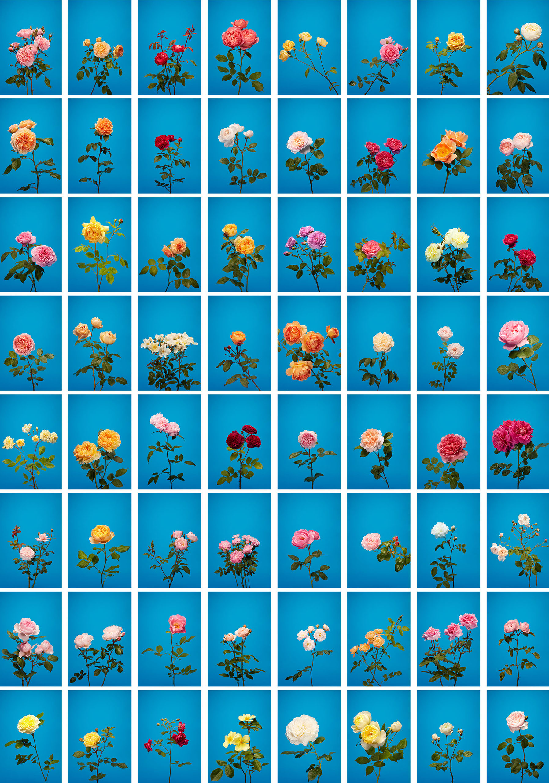 wrenagency_lukestephenson_ContactSheet-001-ROSE