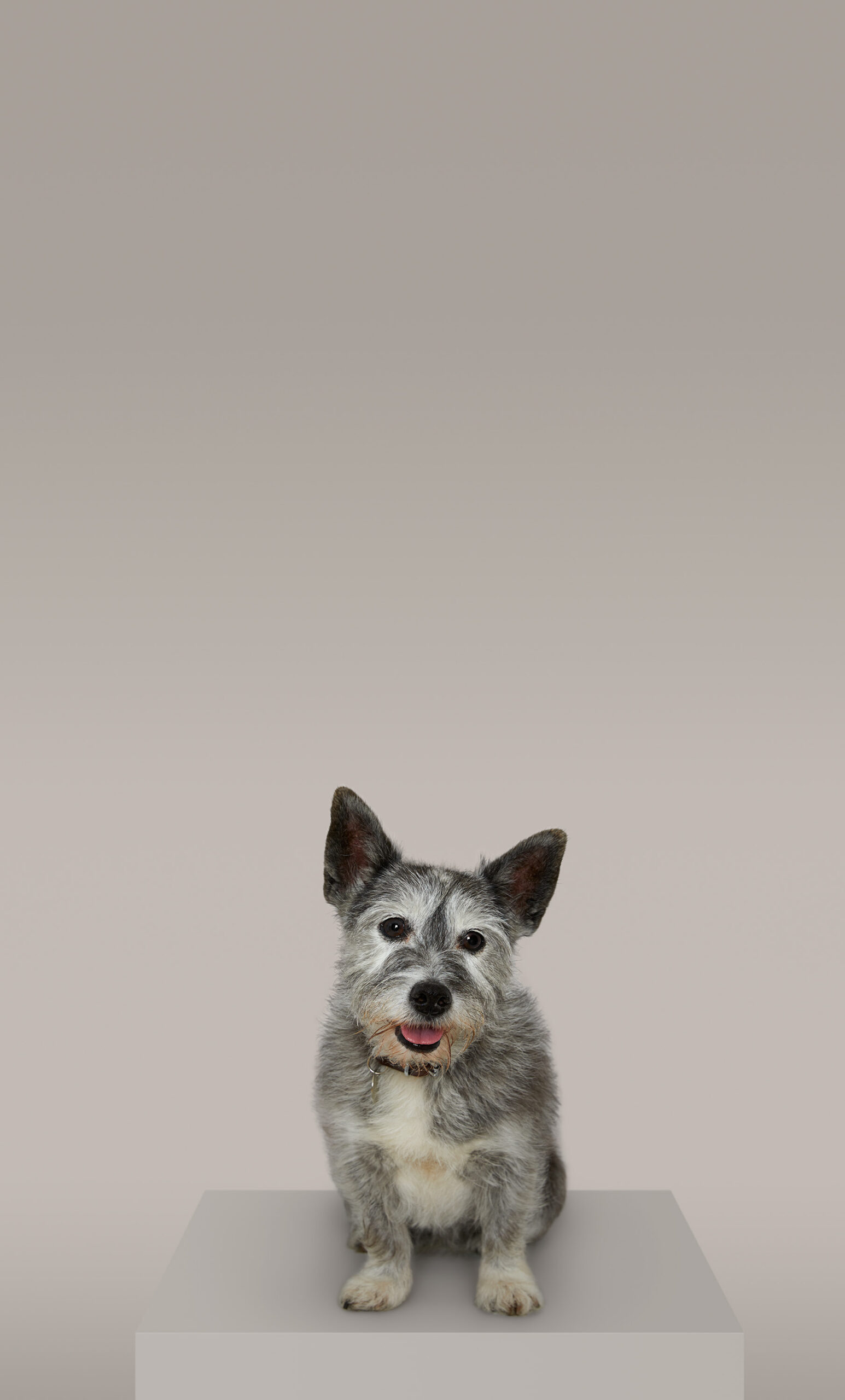 wrenagency_lukestephenson_battersea_382544_Widget_280