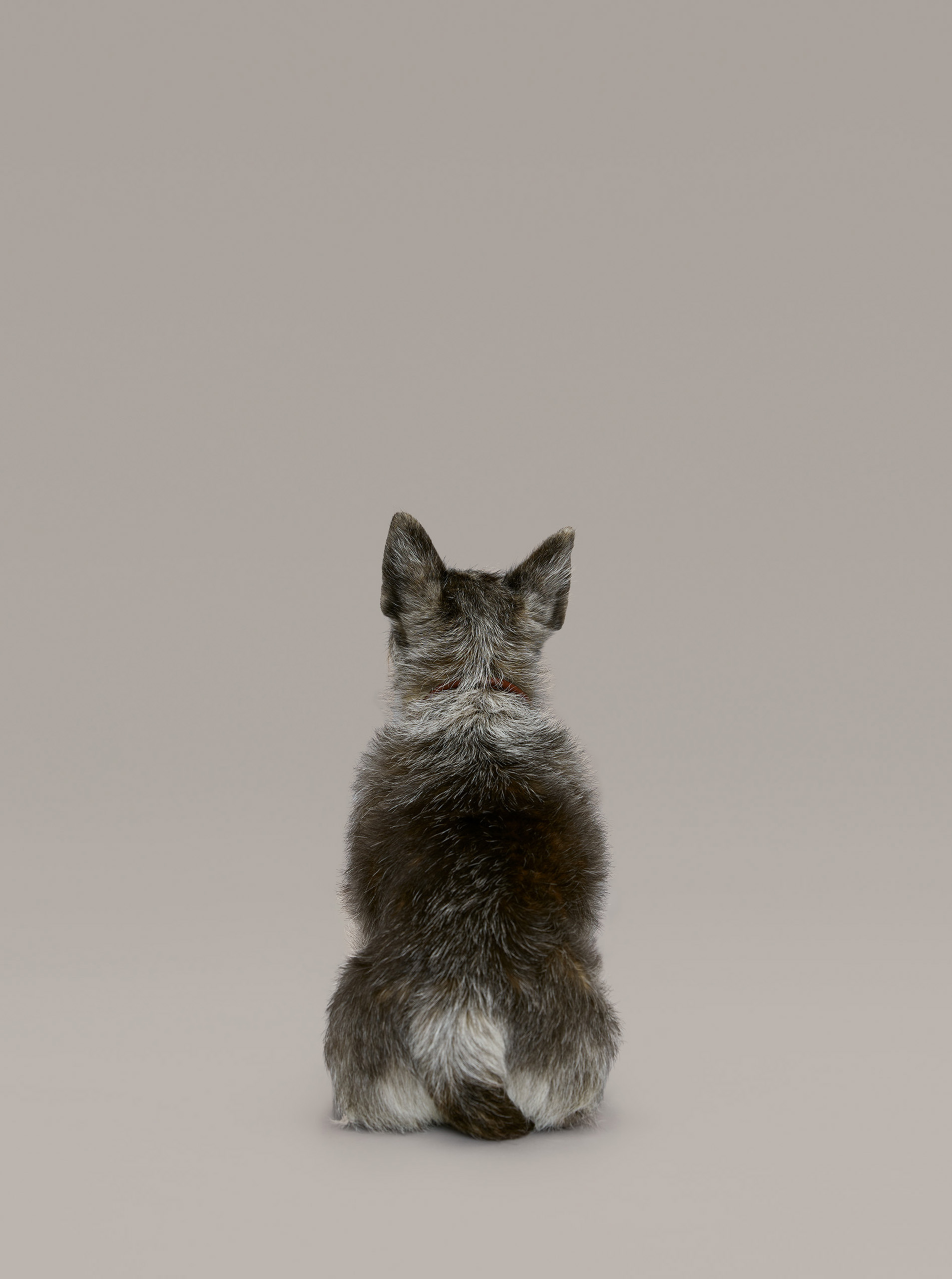 wrenagency_lukestephenson_battersea_Widget_scaledjpg