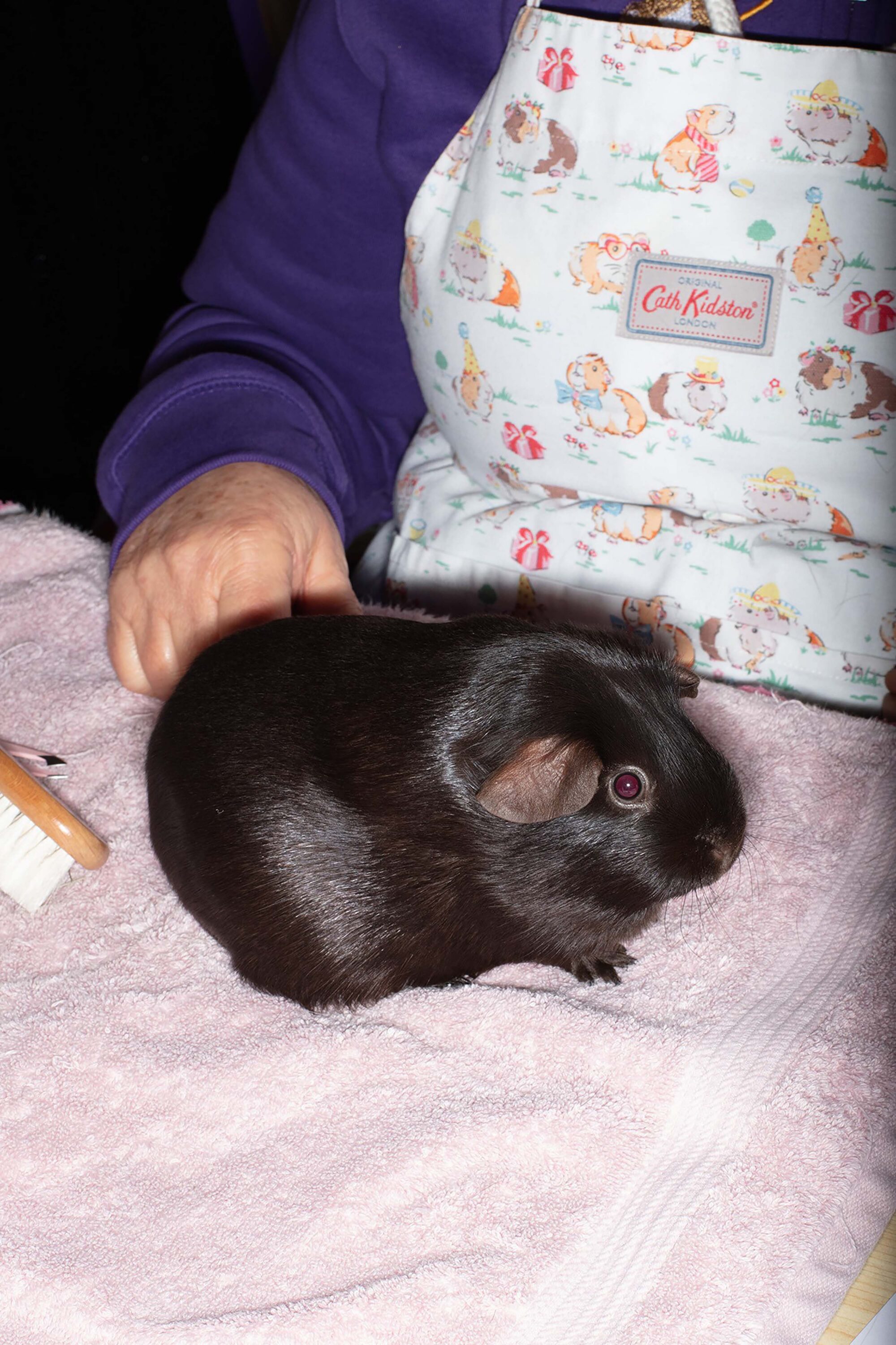 wrenagency_lukestephenson_guineapigs_21